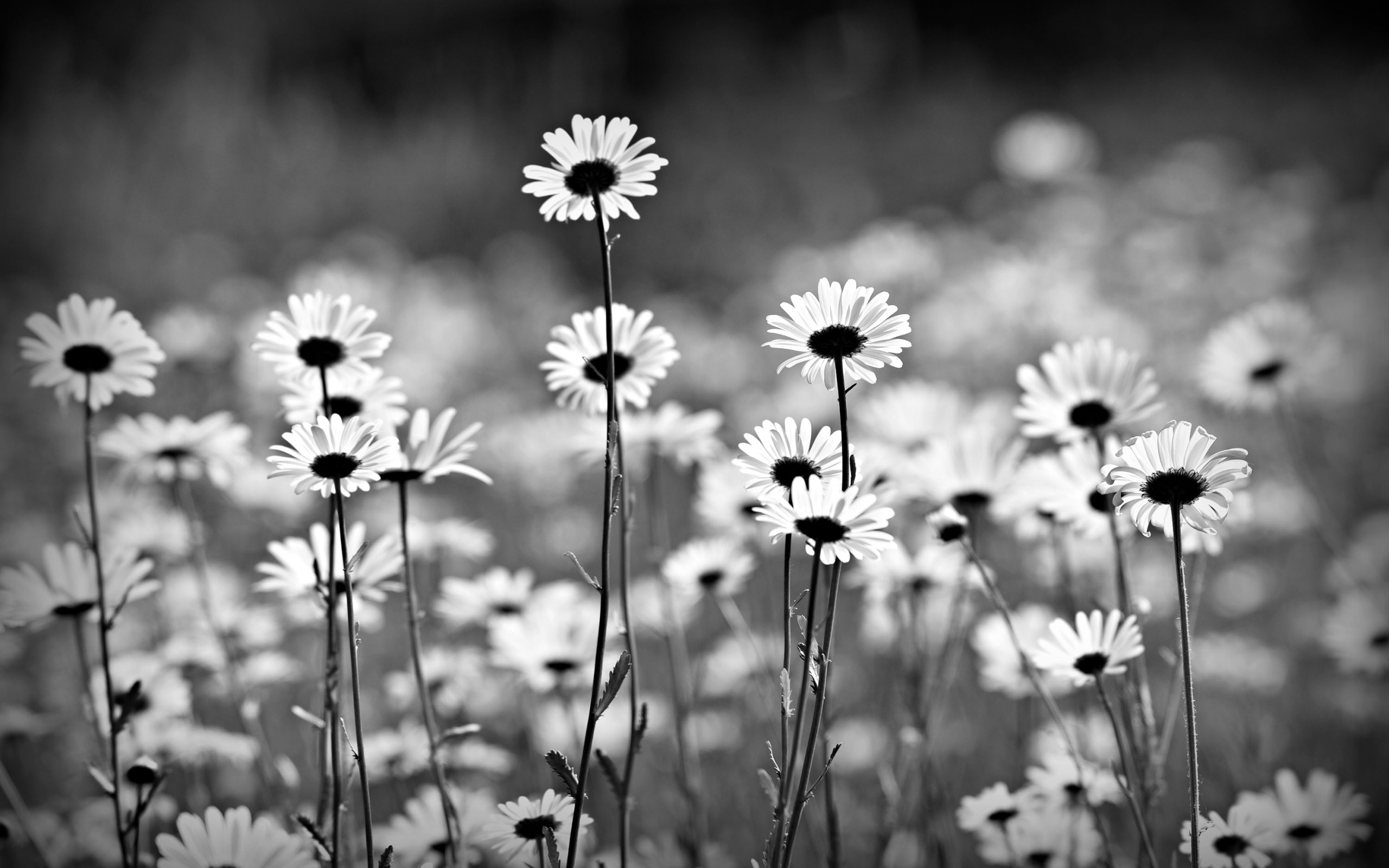 Нежные белые ромашки черно белое фото 