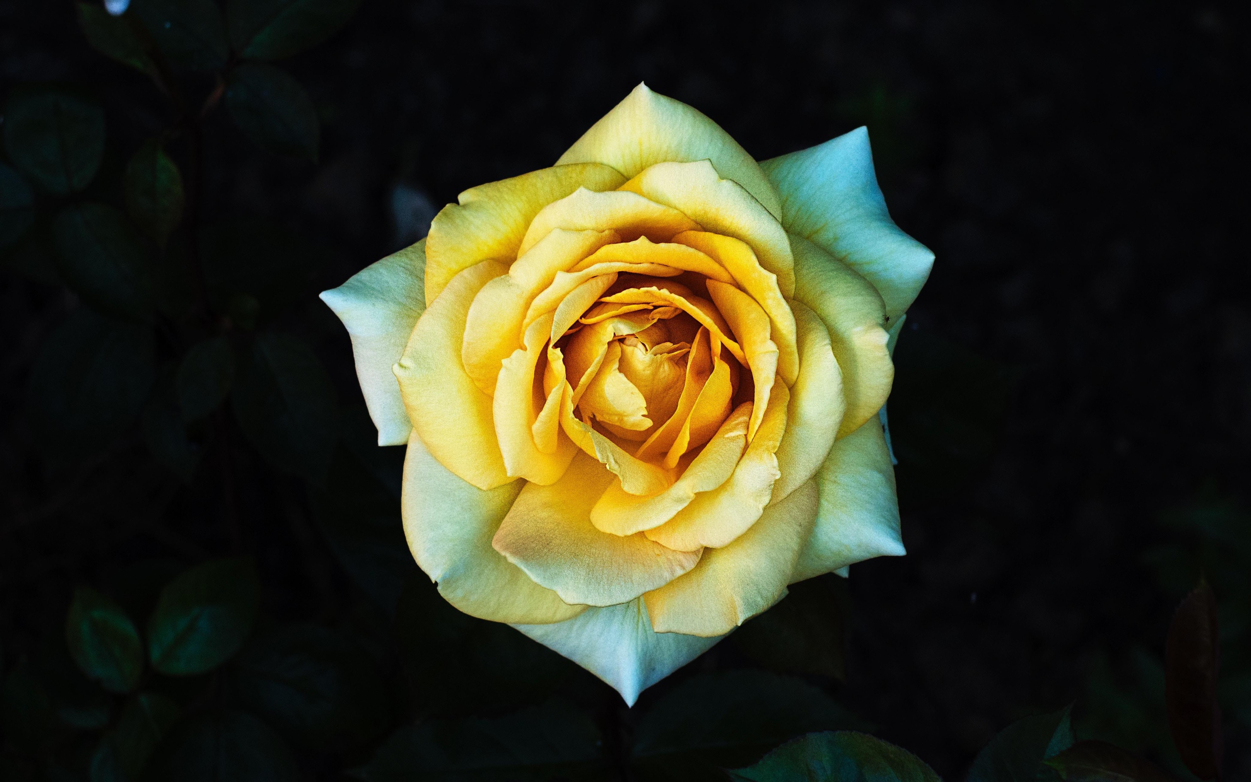 Нежная желтая роза крупным планом вид сверху