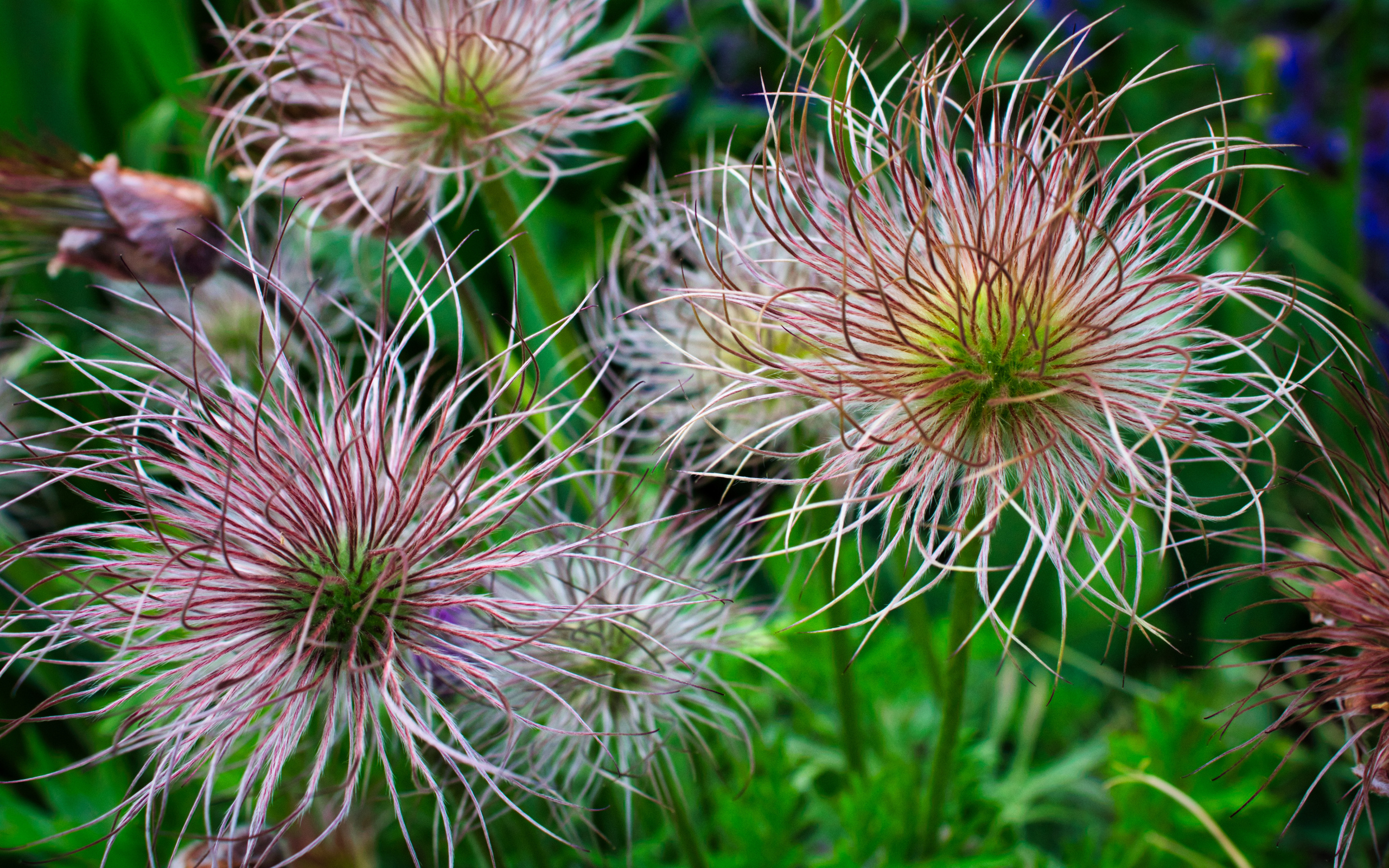 Необычные цветы на клумбе