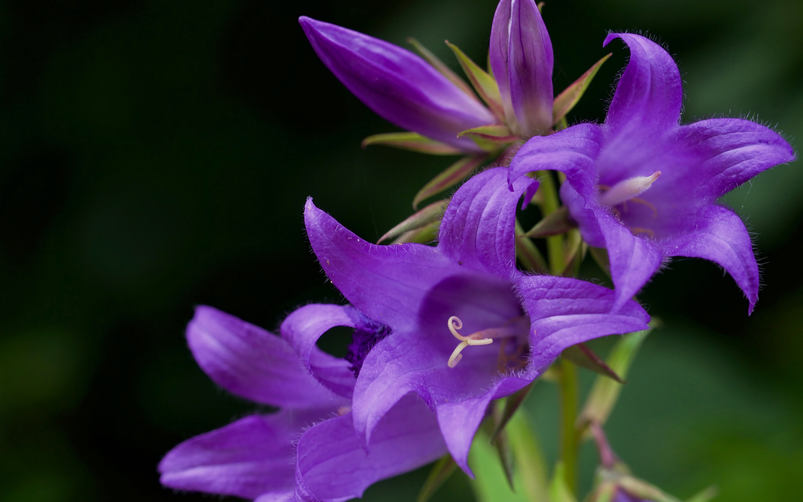 Сиреневые колокольчики крупным планом