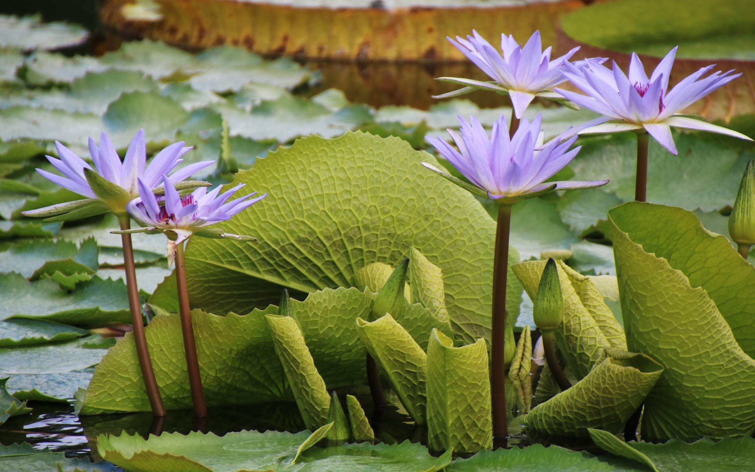 Сиреневые цветы лотоса в воде с большими зелеными листьями 