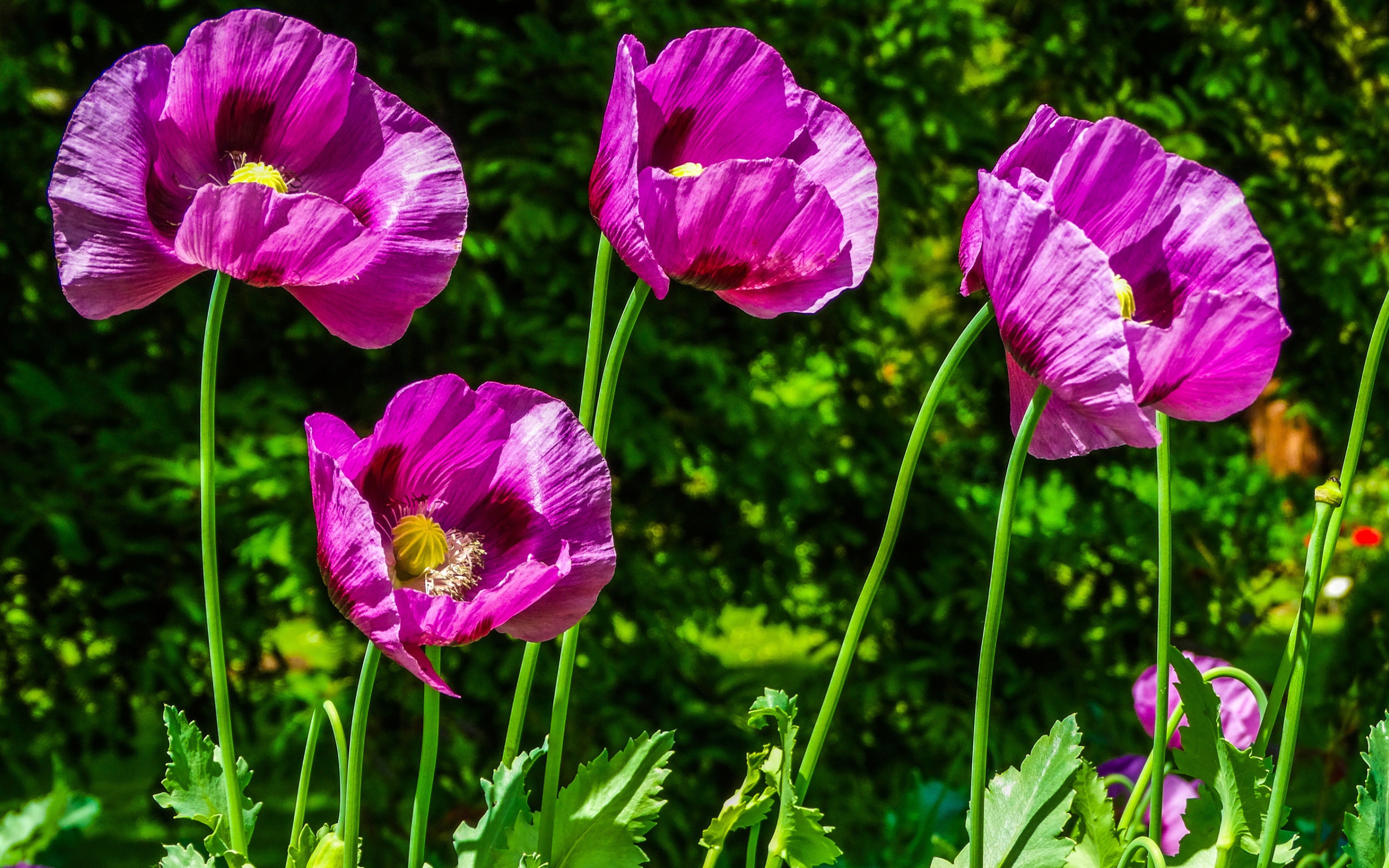 Сиреневые маки на поле в лучах солнца летом