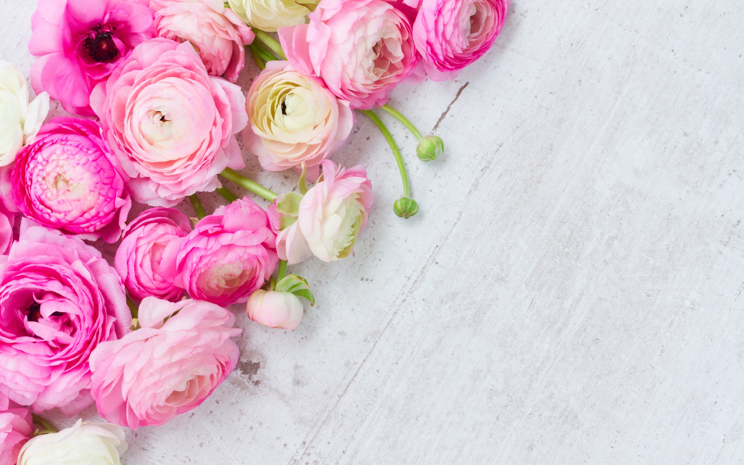 Много розовых лютиков на сером столе