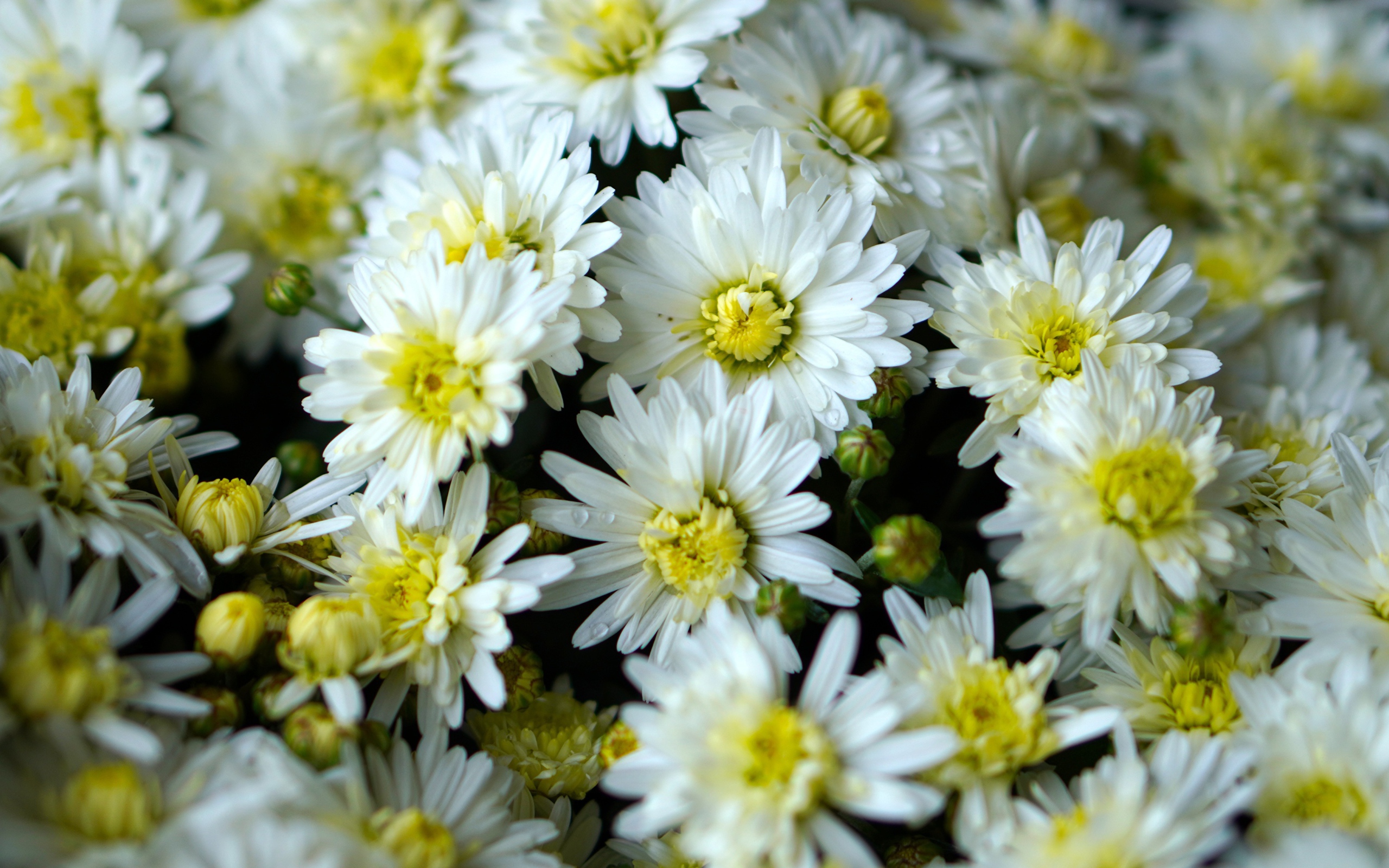 Много белых хризантем крупным планом