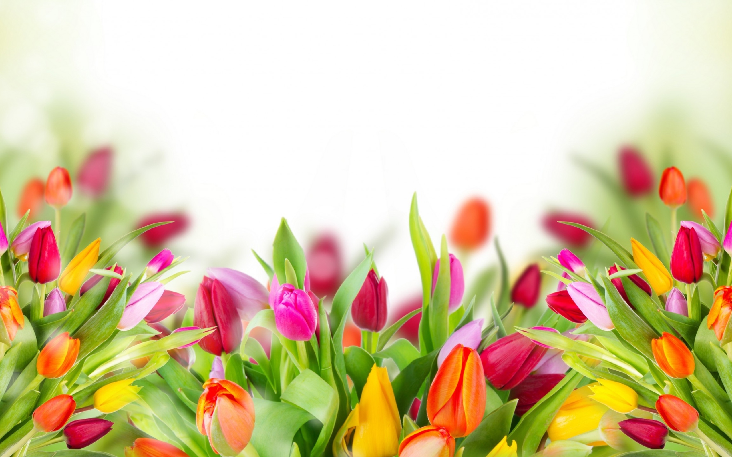 Много красивых разноцветных тюльпаном фон для открытки