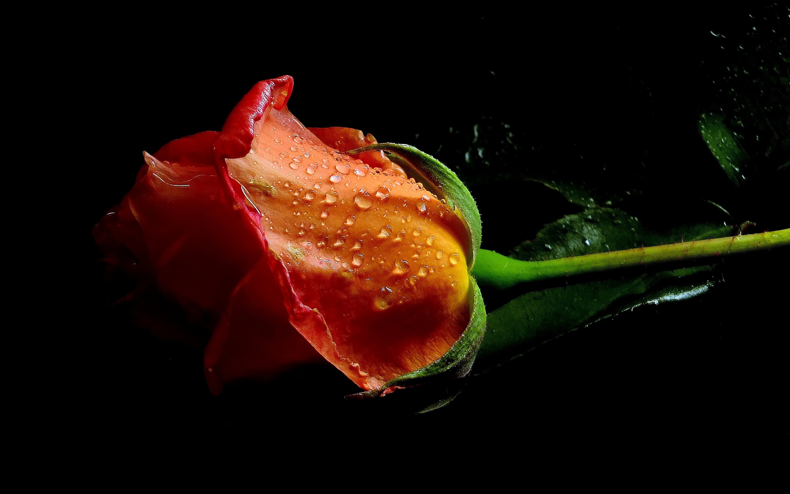 Оранжевая роза в каплях воды на черном фоне