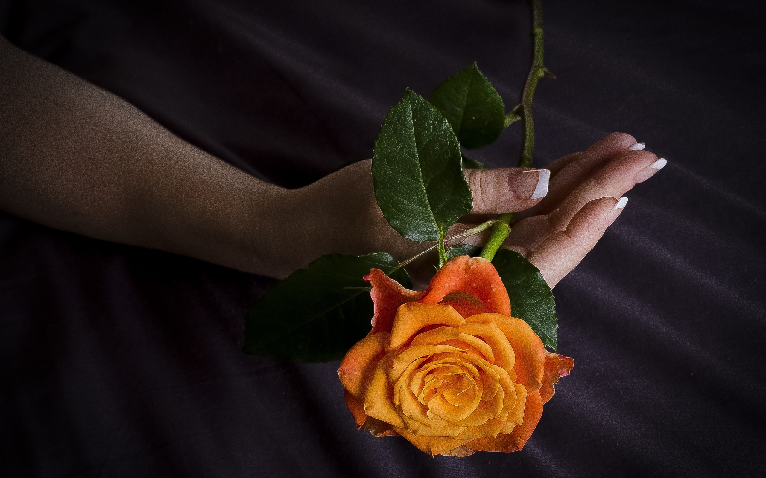 Оранжевая роза в руке у женщины 
