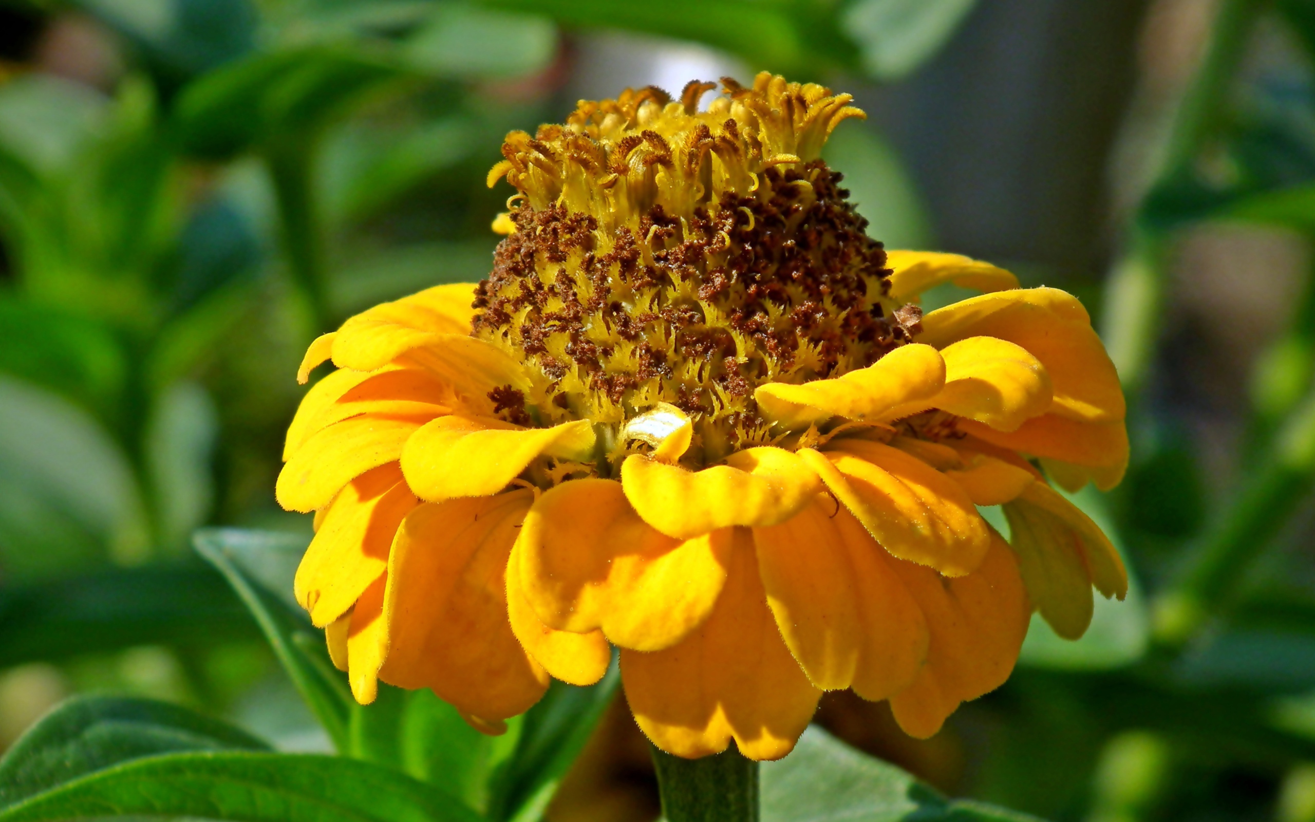 Оранжевый цветок цинии на клумбе