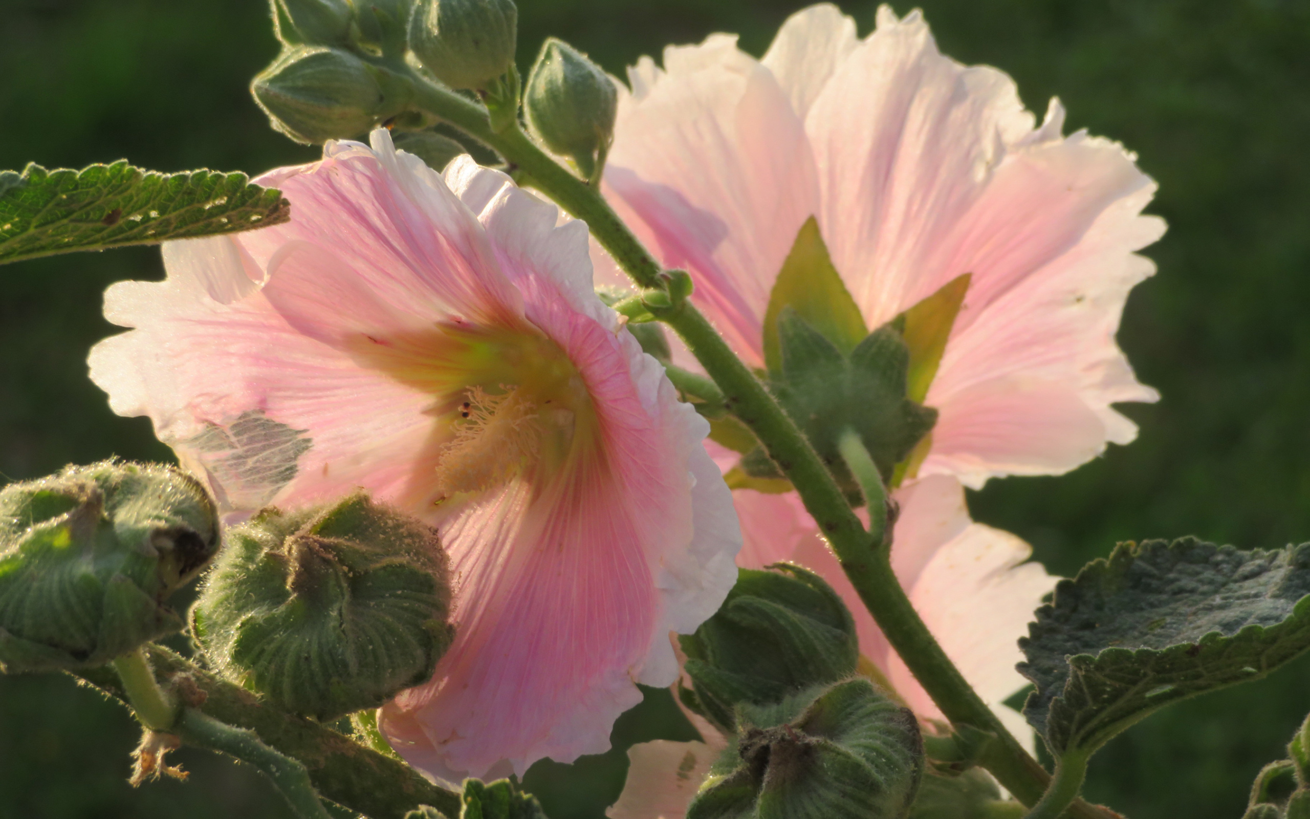 Розовые цветы мальва крупным планом