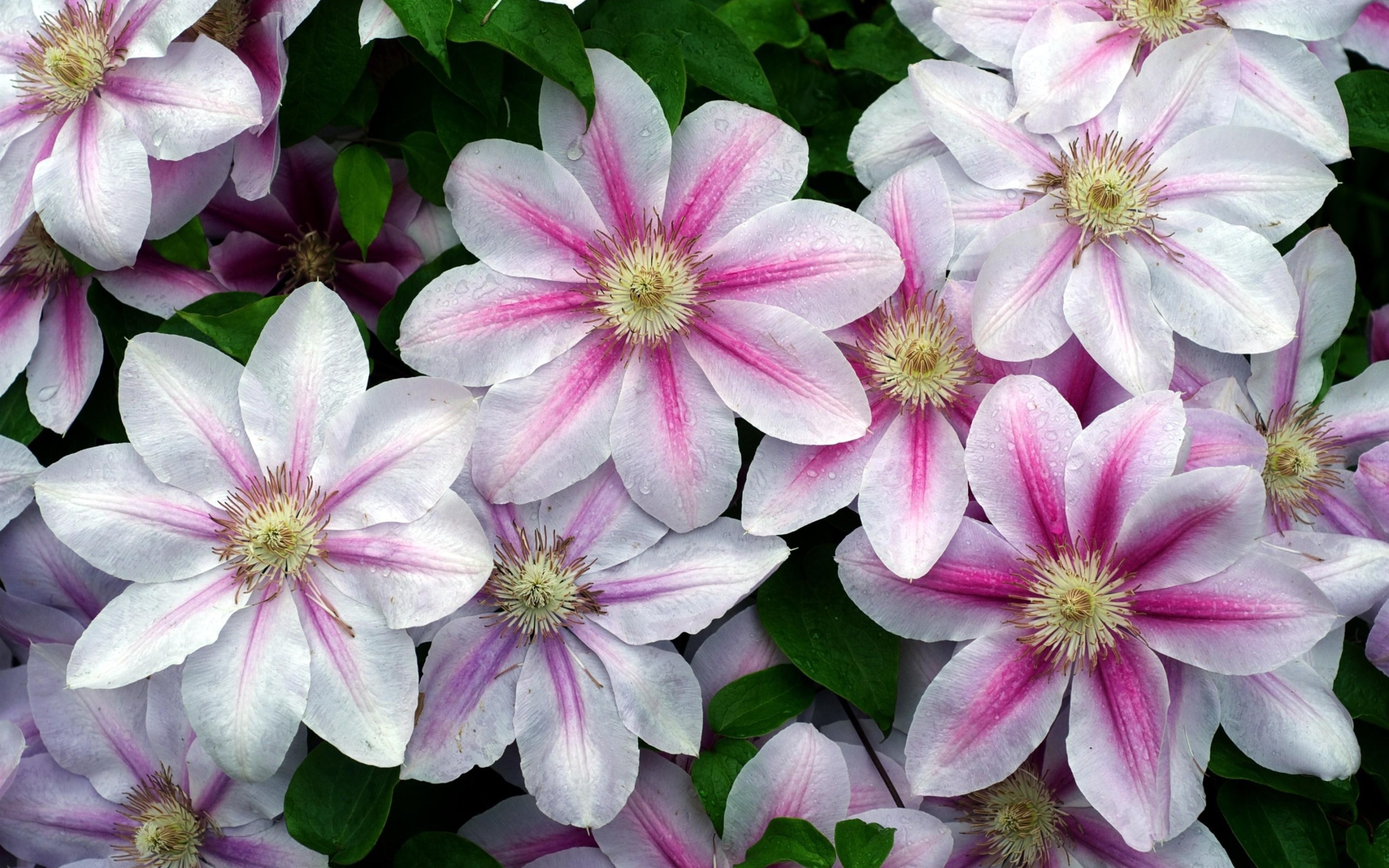 Розовые с белым цветы клематиса