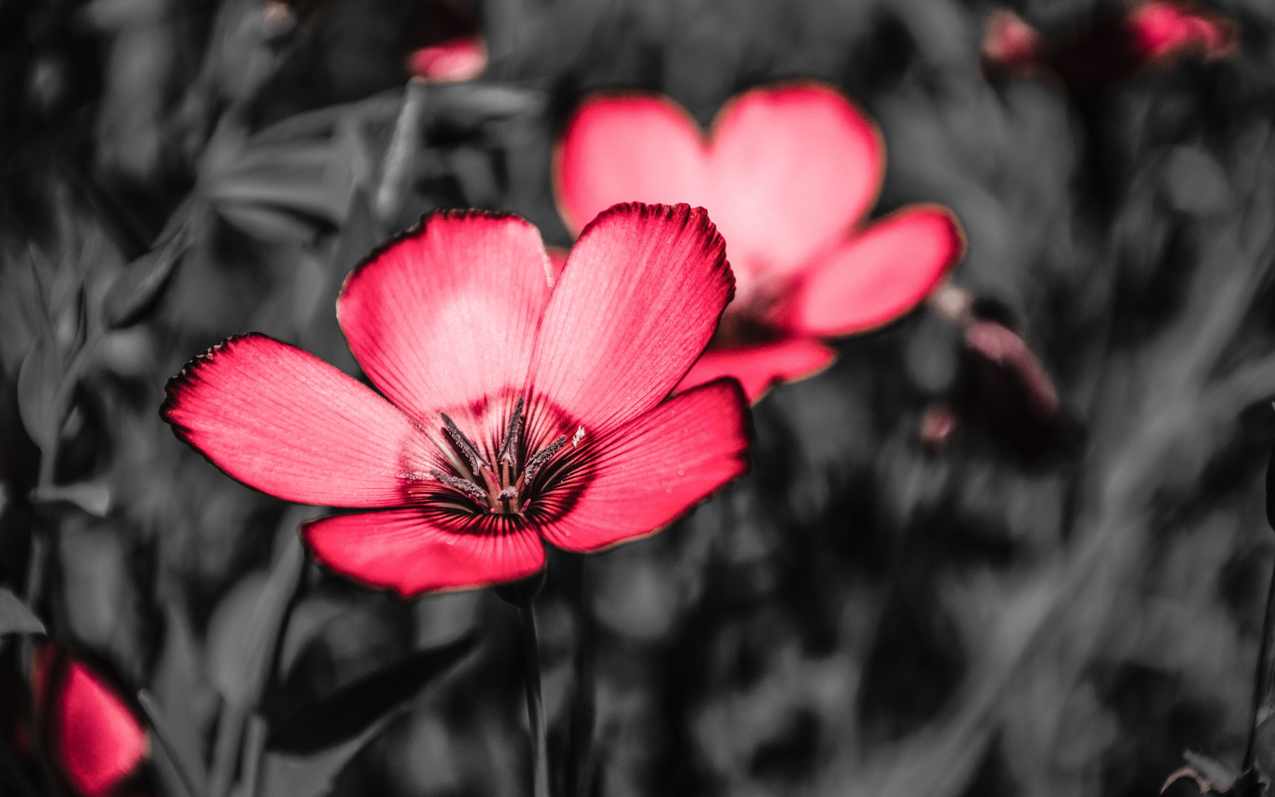 Розовые цветы на черном фоне крупным планом