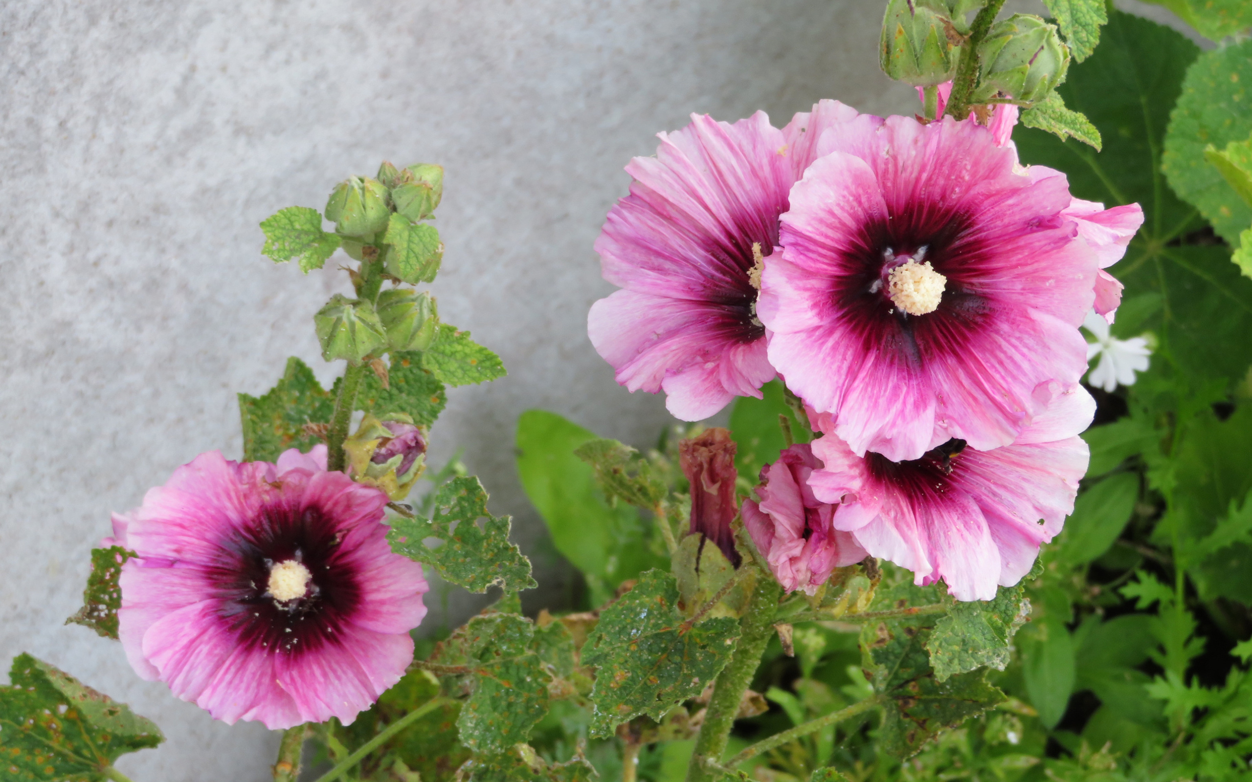 Розовые цветы мальва у стены