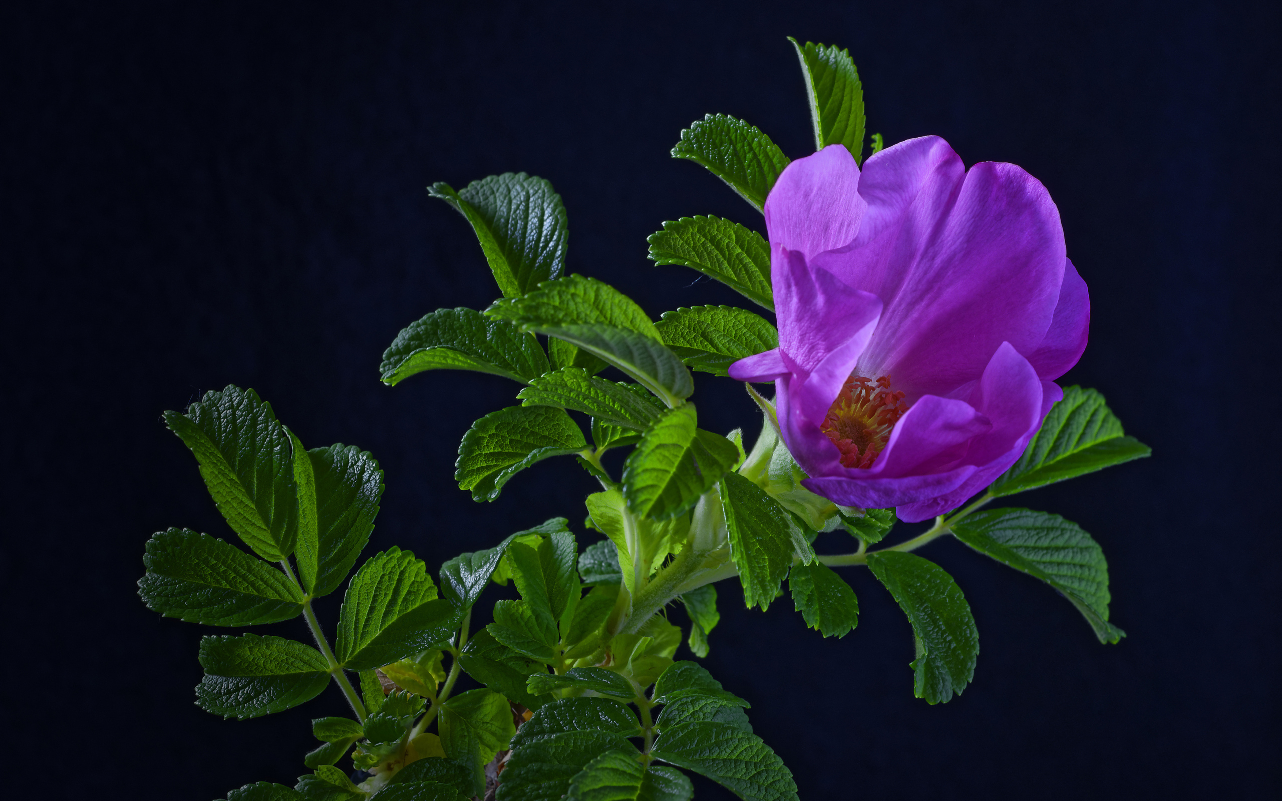 Розовая роза с зелеными листьями на синем фоне