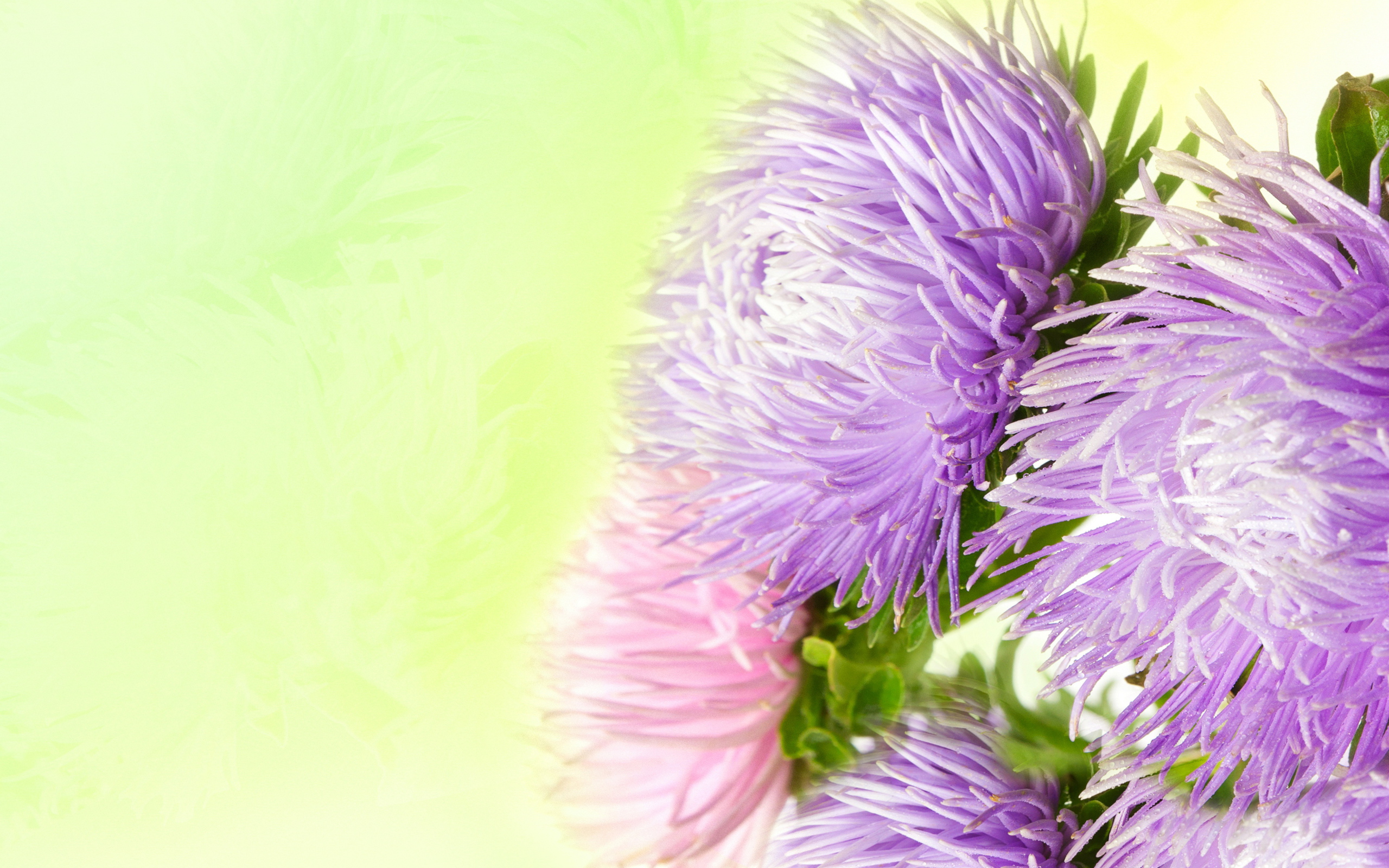 Фиолетовые астры на зеленом фоне