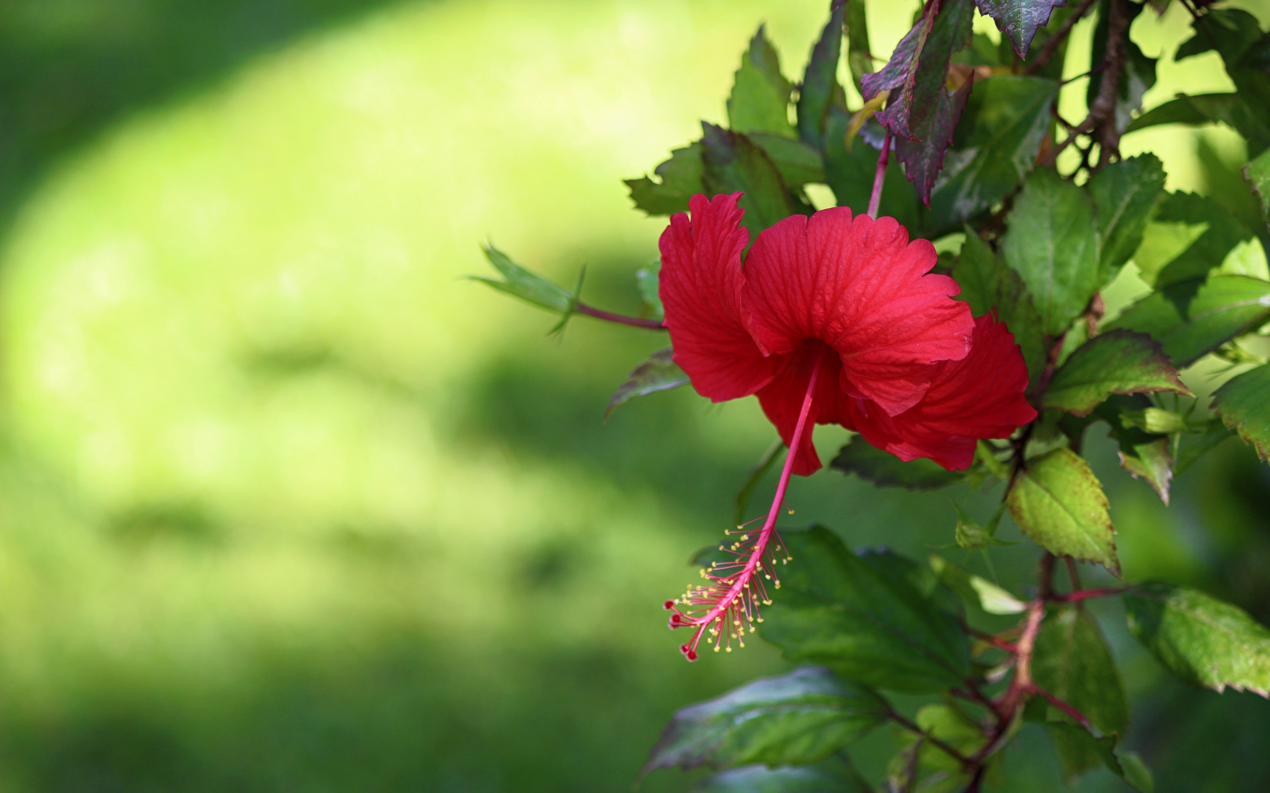 Красный цветок гибискуса с зелеными листьями