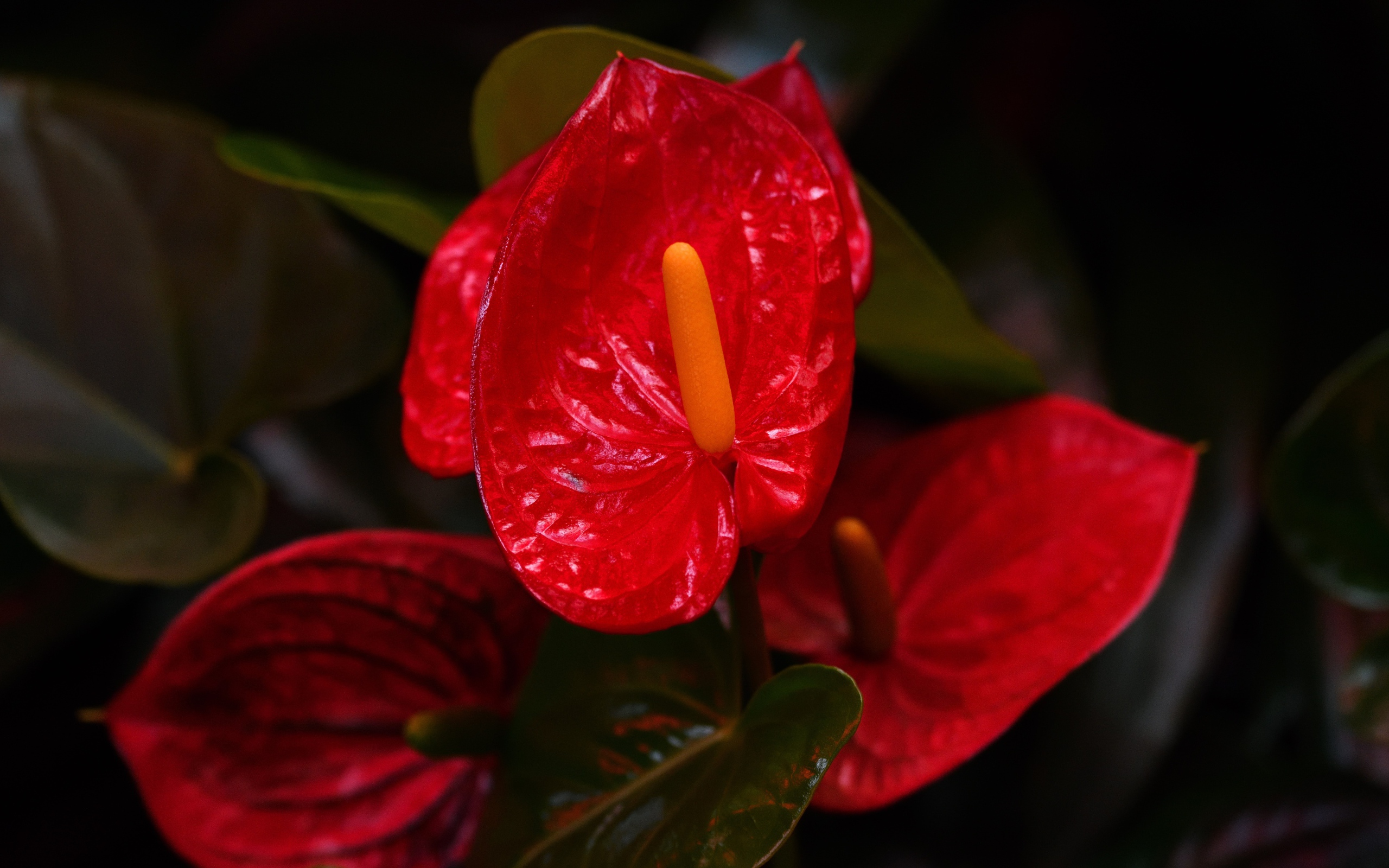 Красные комнатные цветы антуриум крупным планом