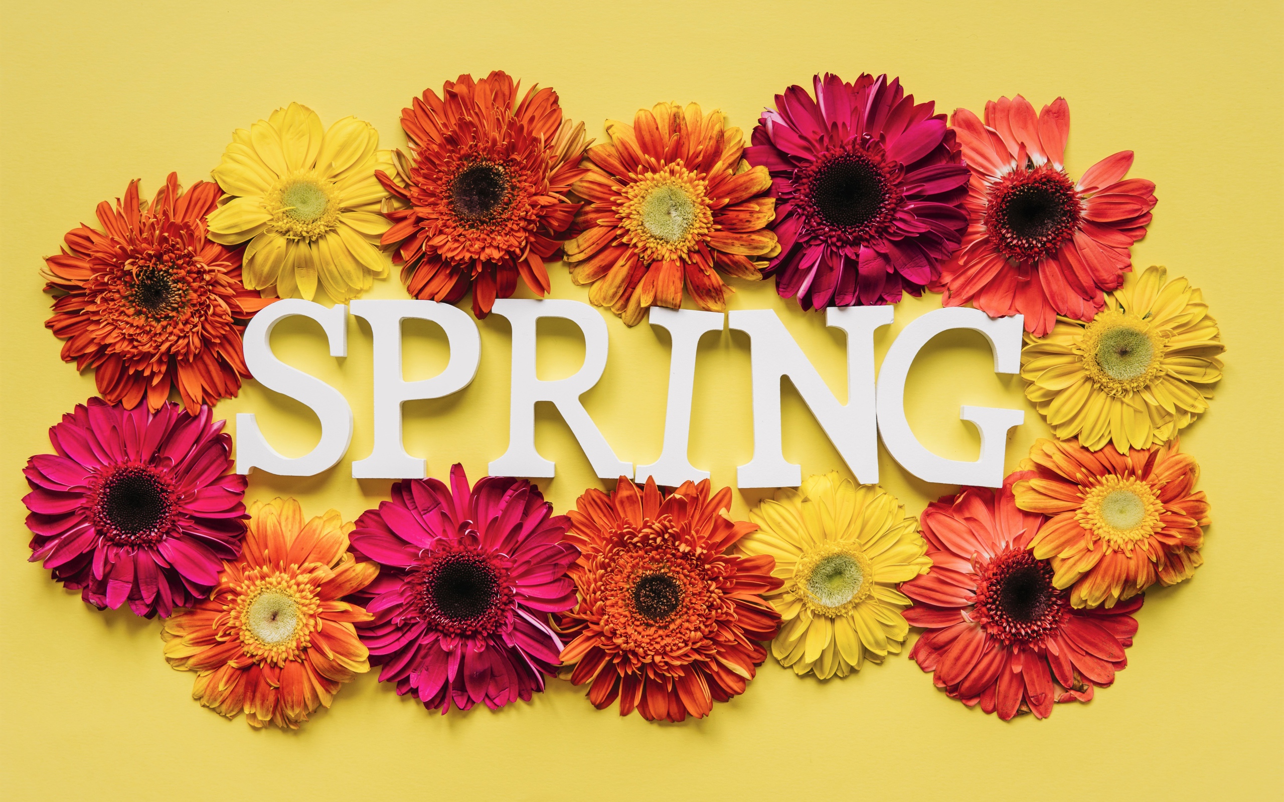 Надпись на английском весна с цветами герберы 