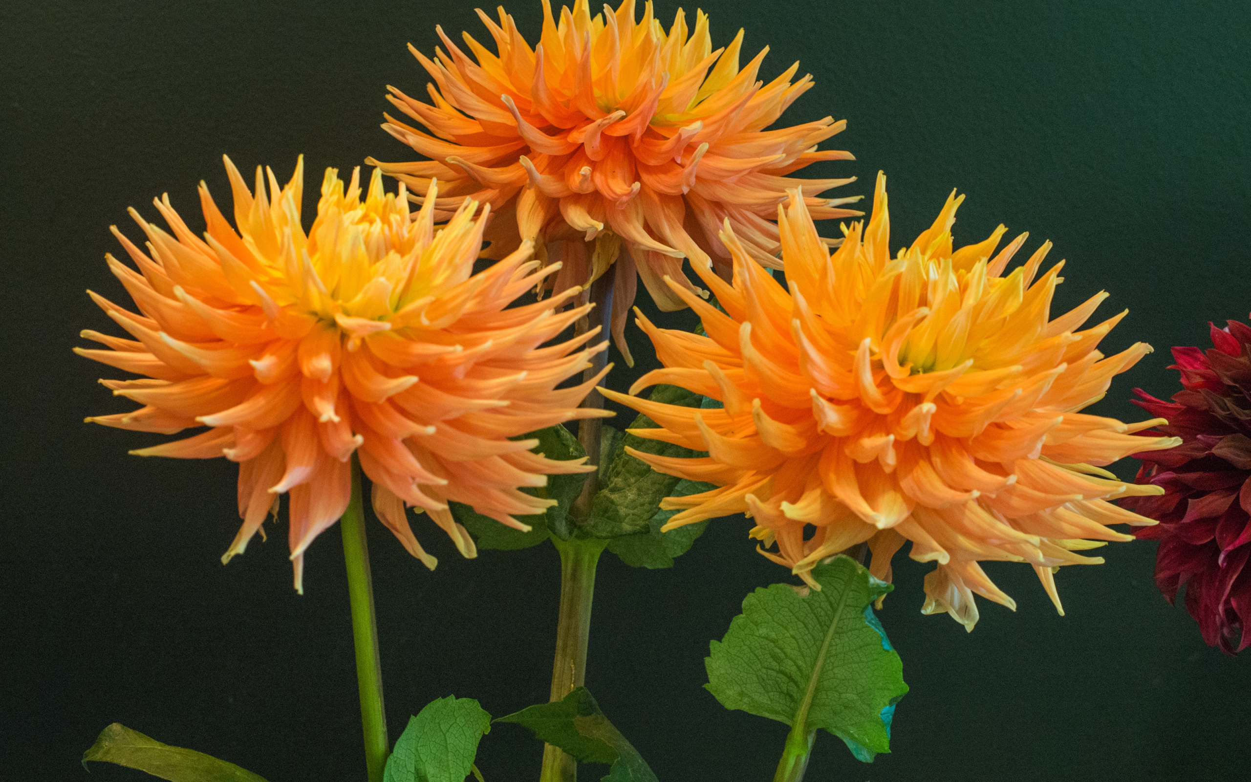 Три оранжевых георгины на фоне стены 