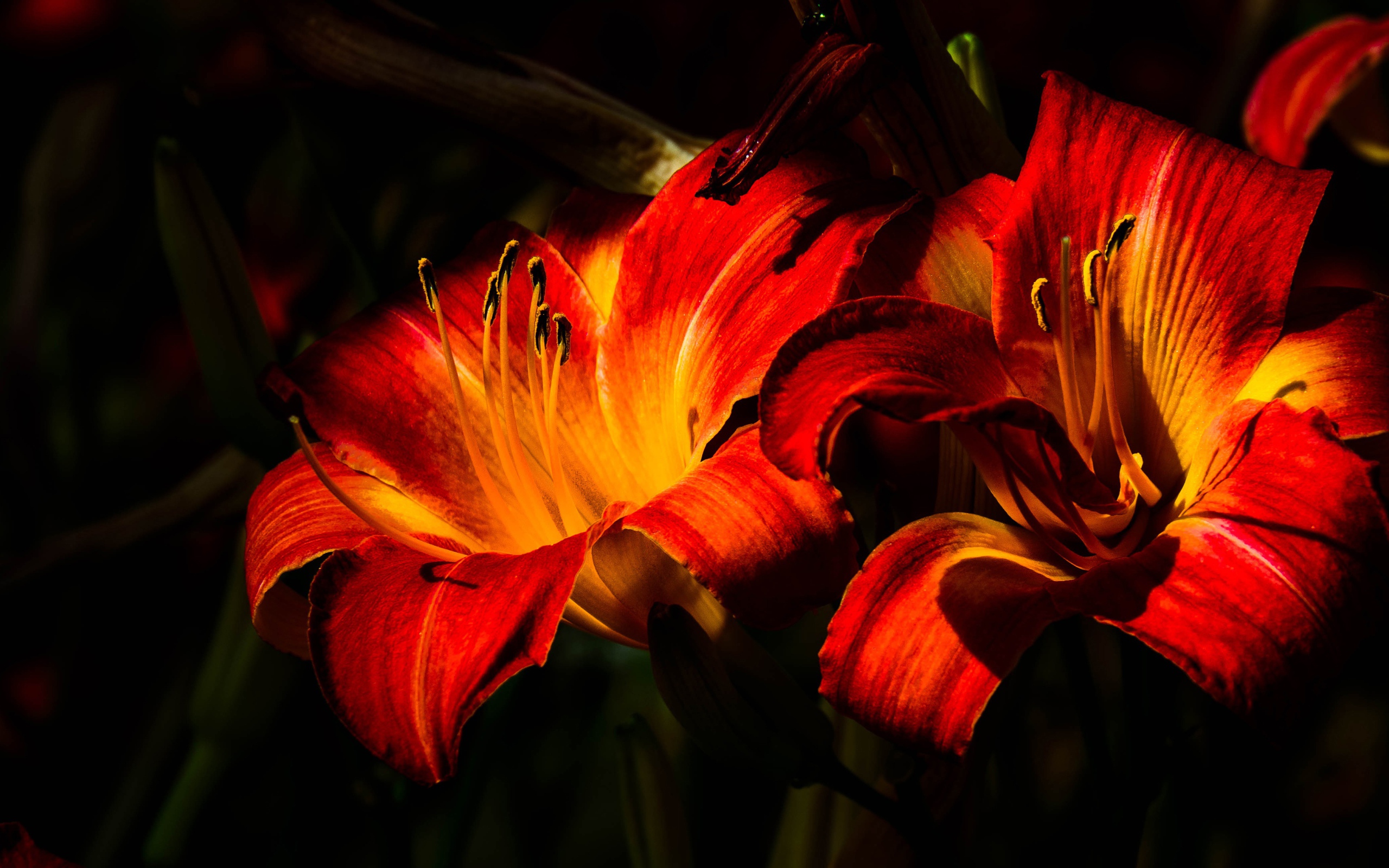 Две оранжевые лилии на клумбе