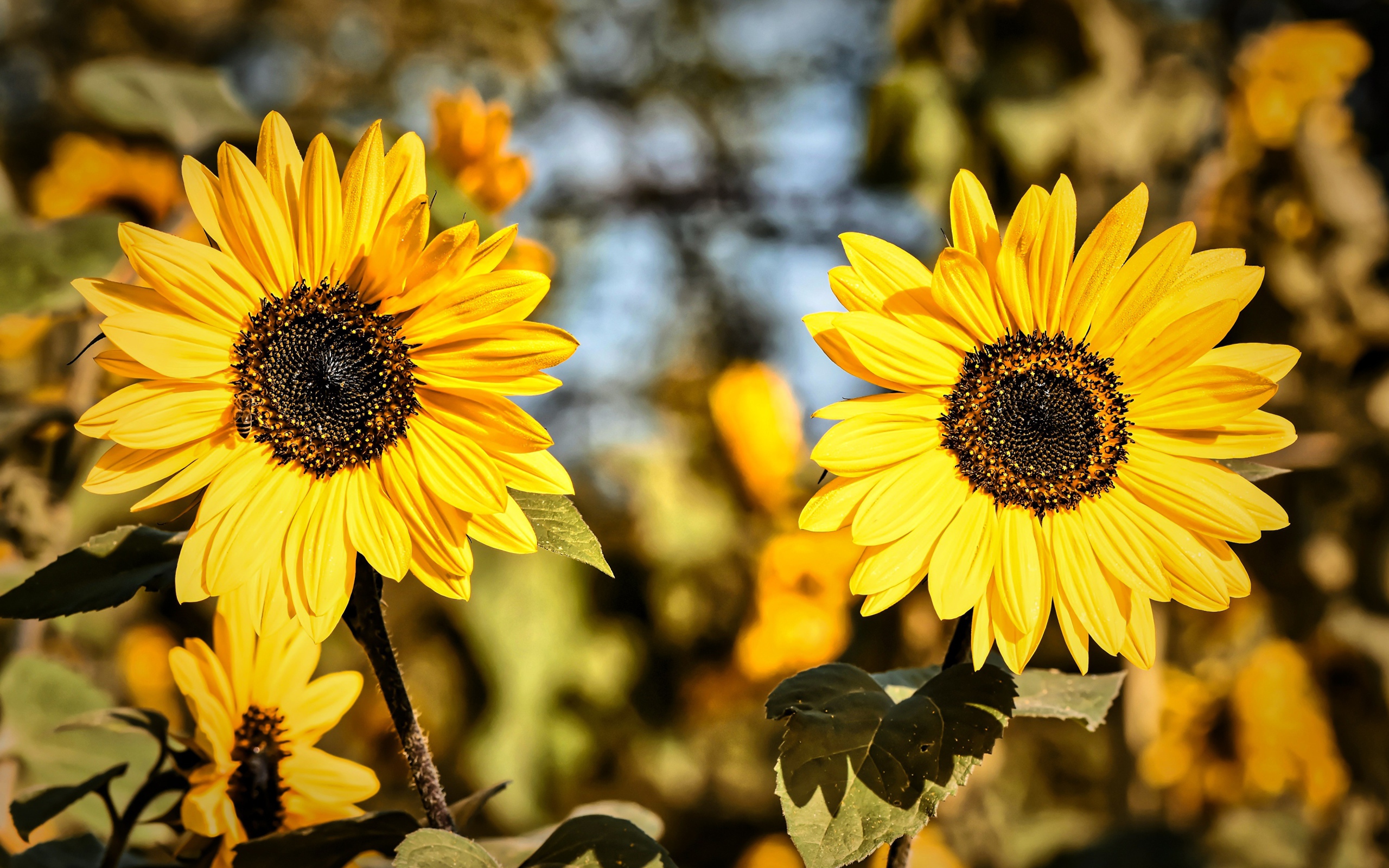 Два желтых цветка подсолнуха крупным планом
