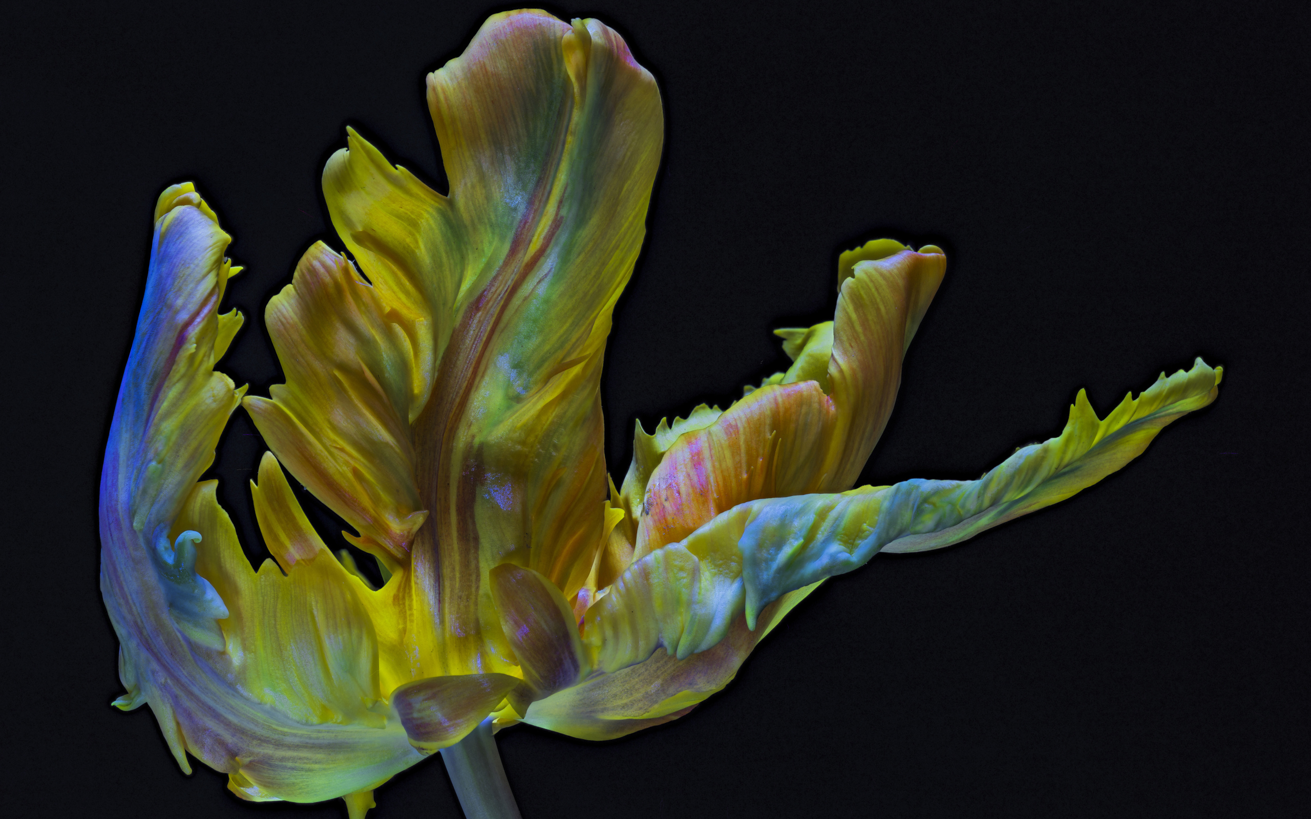 Необычный тюльпан на черном фоне крупным планом