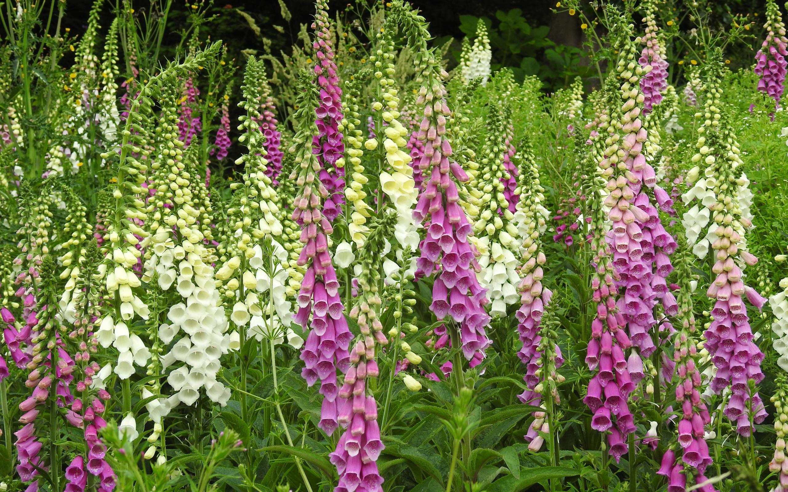 Белые и розовые цветы наперстянка крупным планом