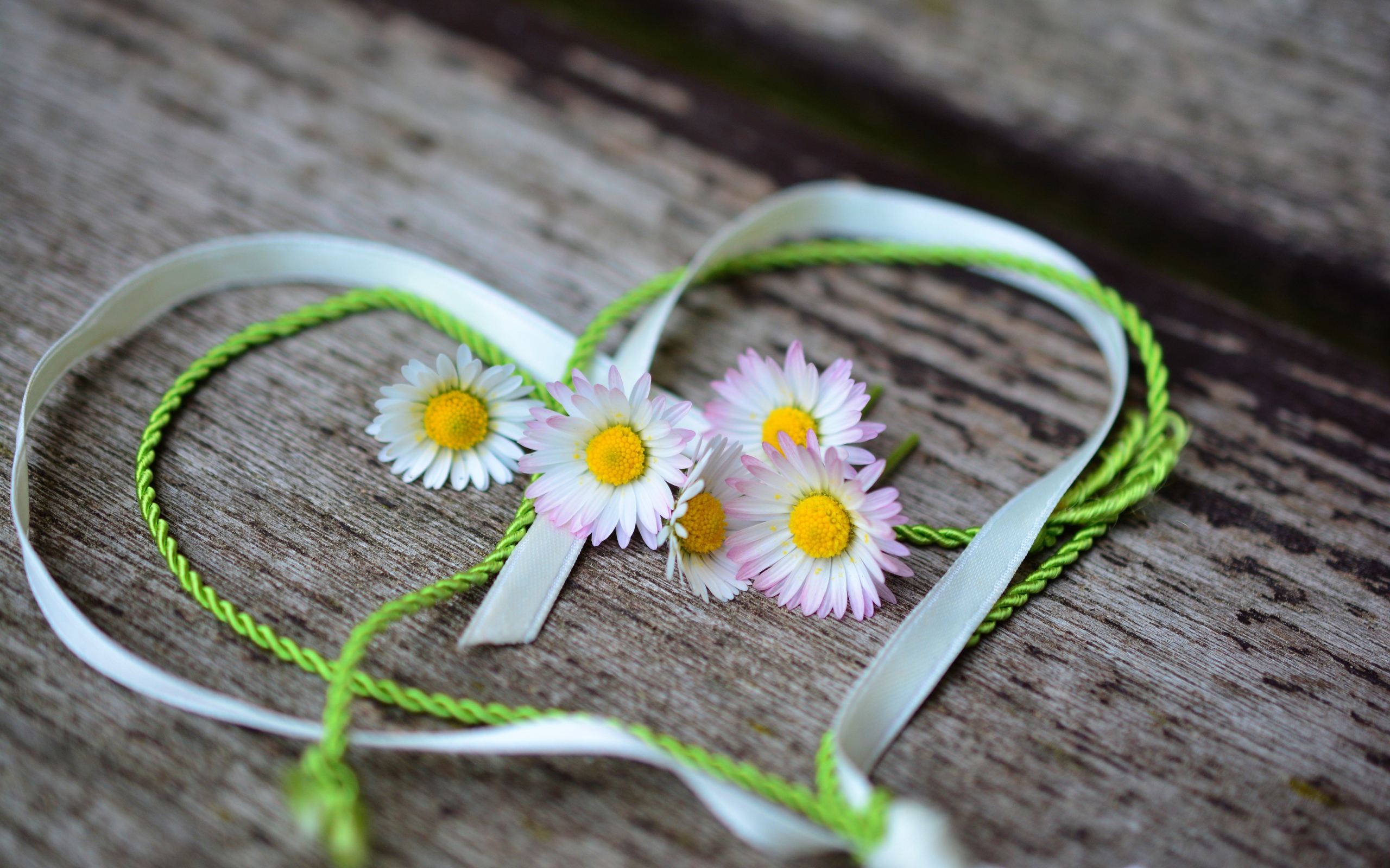 Белые маргаритки лежат на деревянной лавке с сердцем из ленты