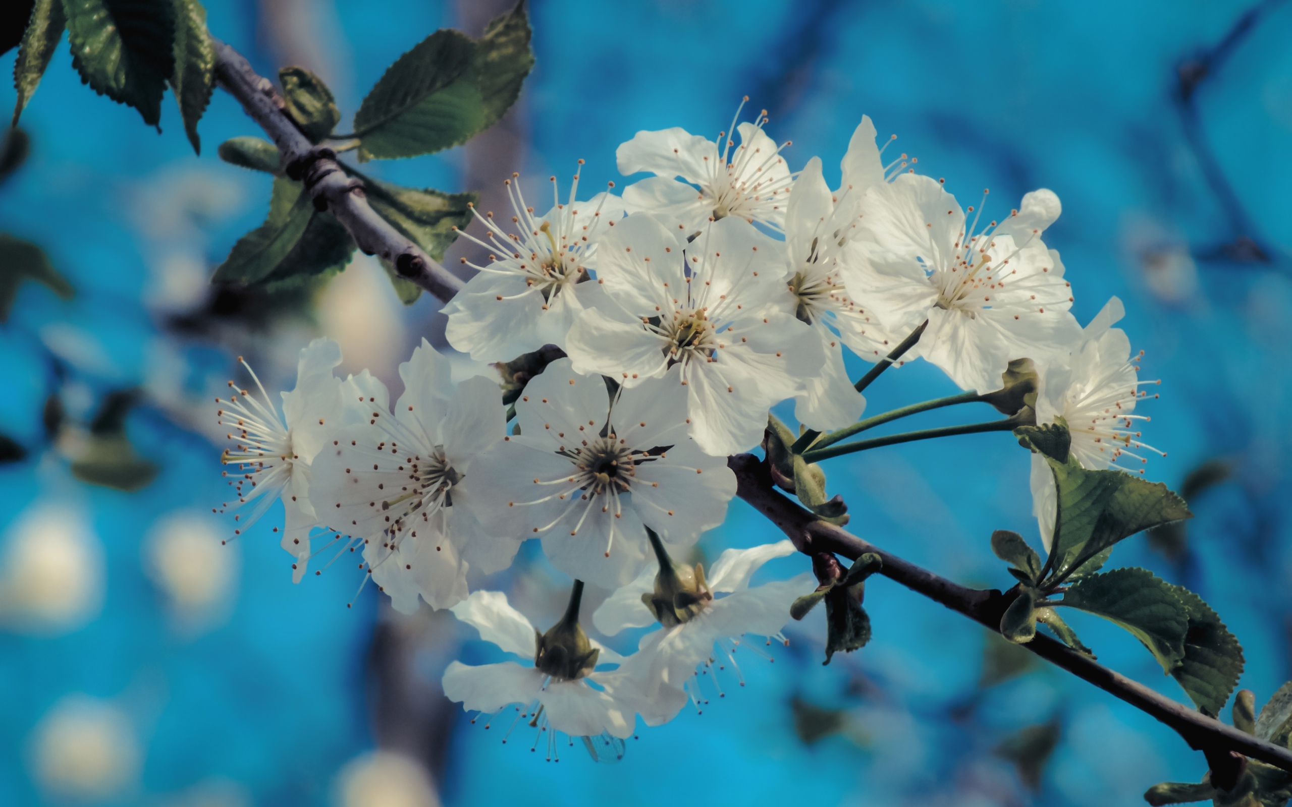 Белые цветы на ветке с зелеными листьями под голубым небом