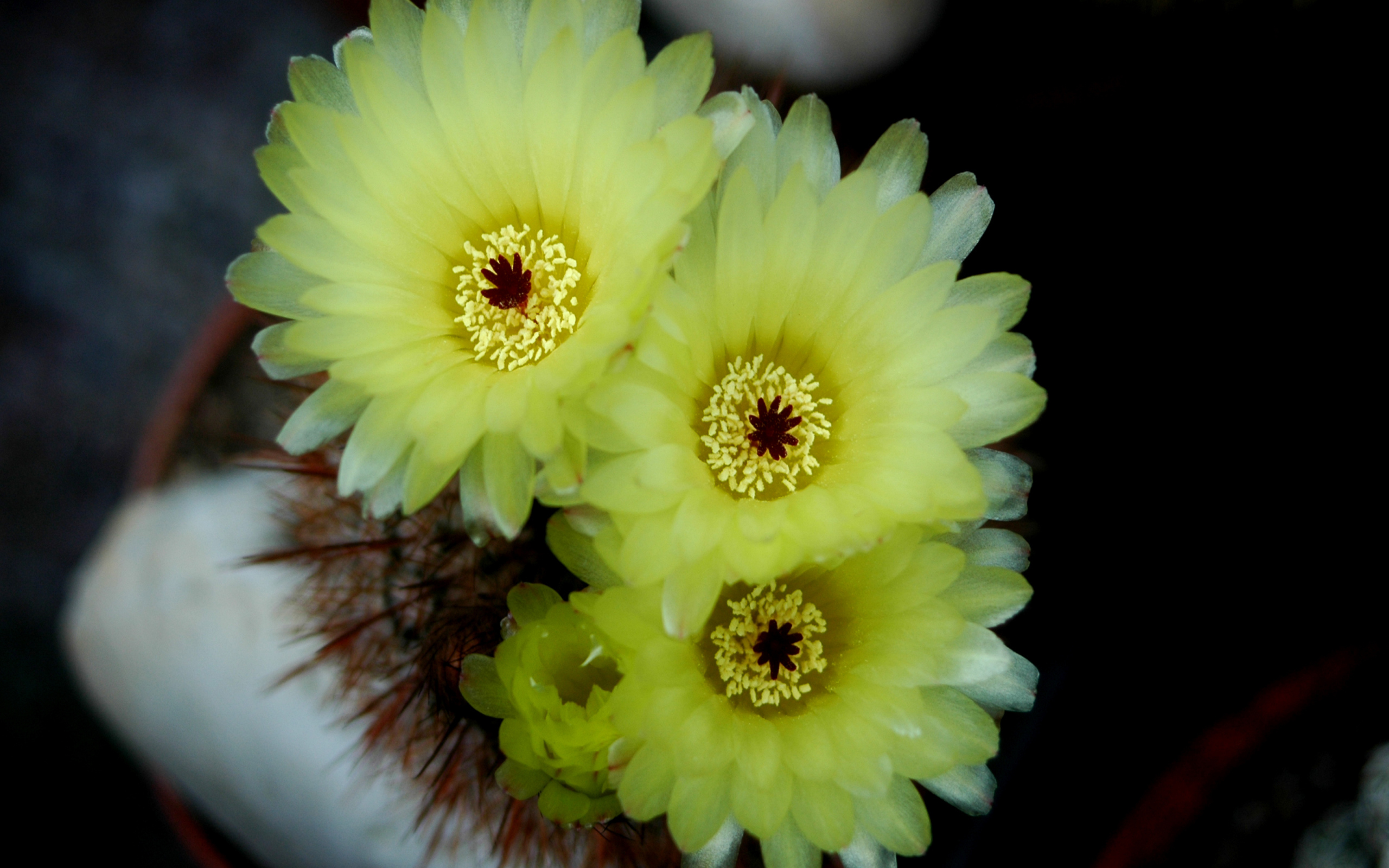 Желтые нежные цветы кактуса 