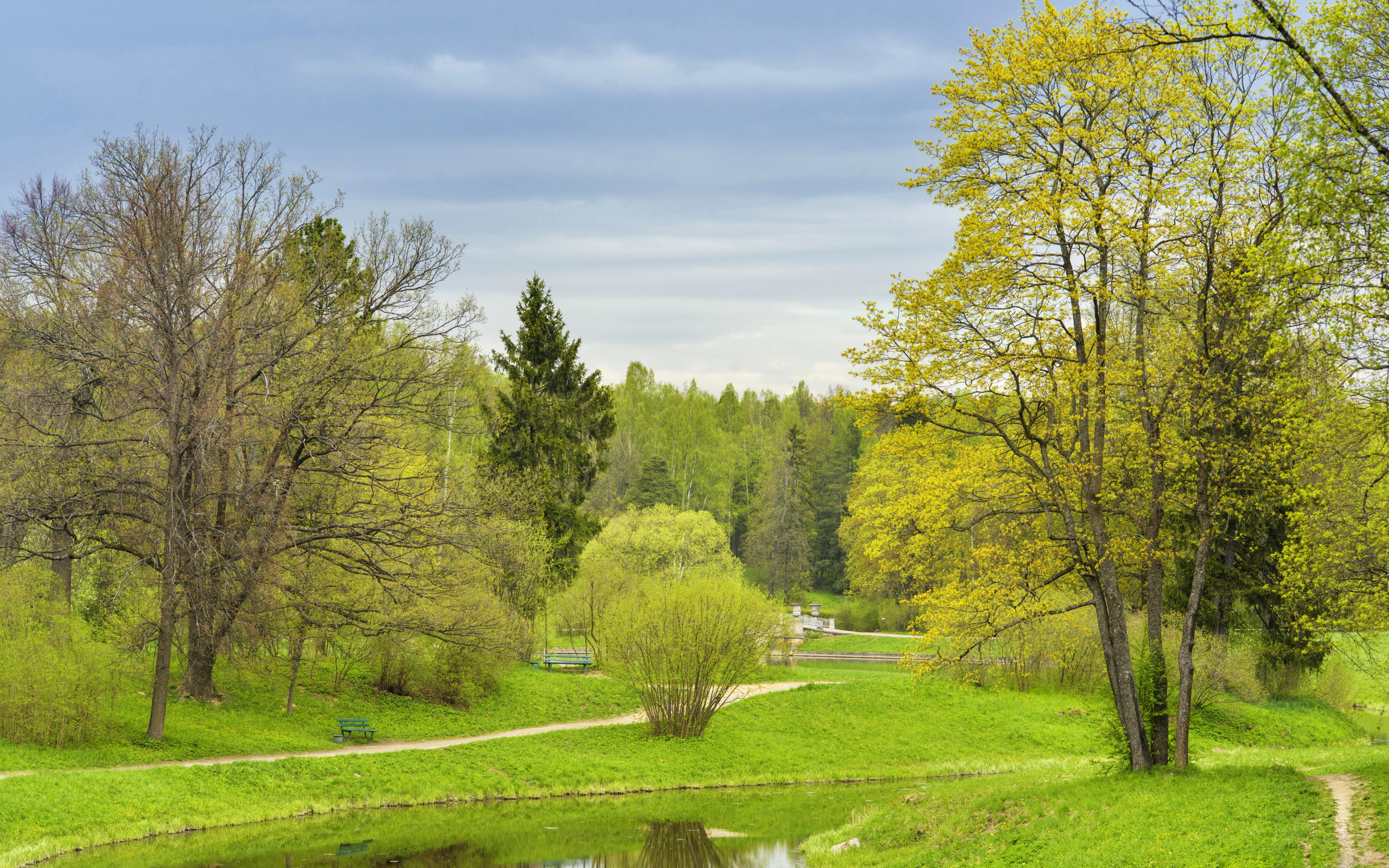 Деревья с зелеными листьями под пасмурным небом весной 