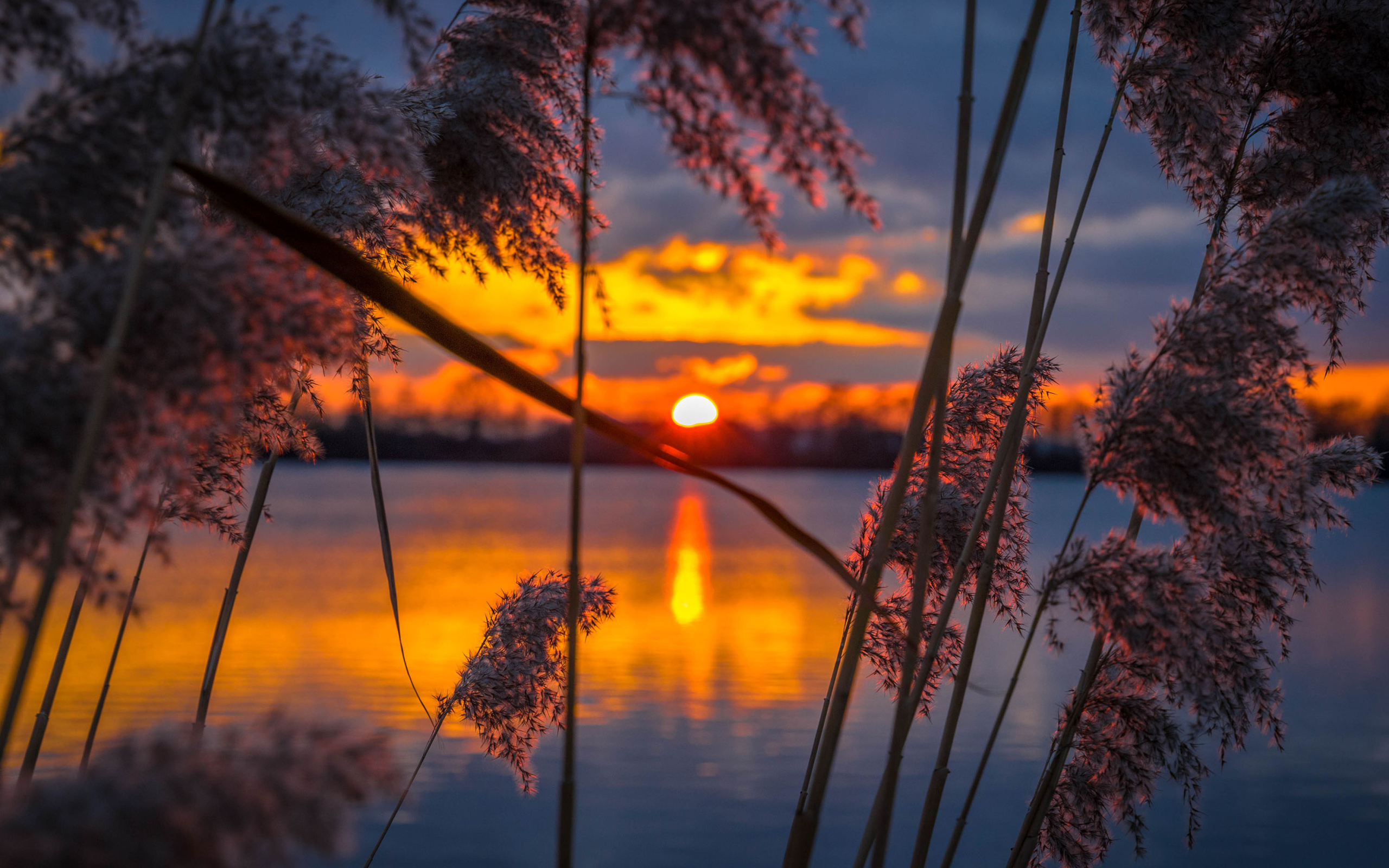 Тростник у воды на закате солнца 