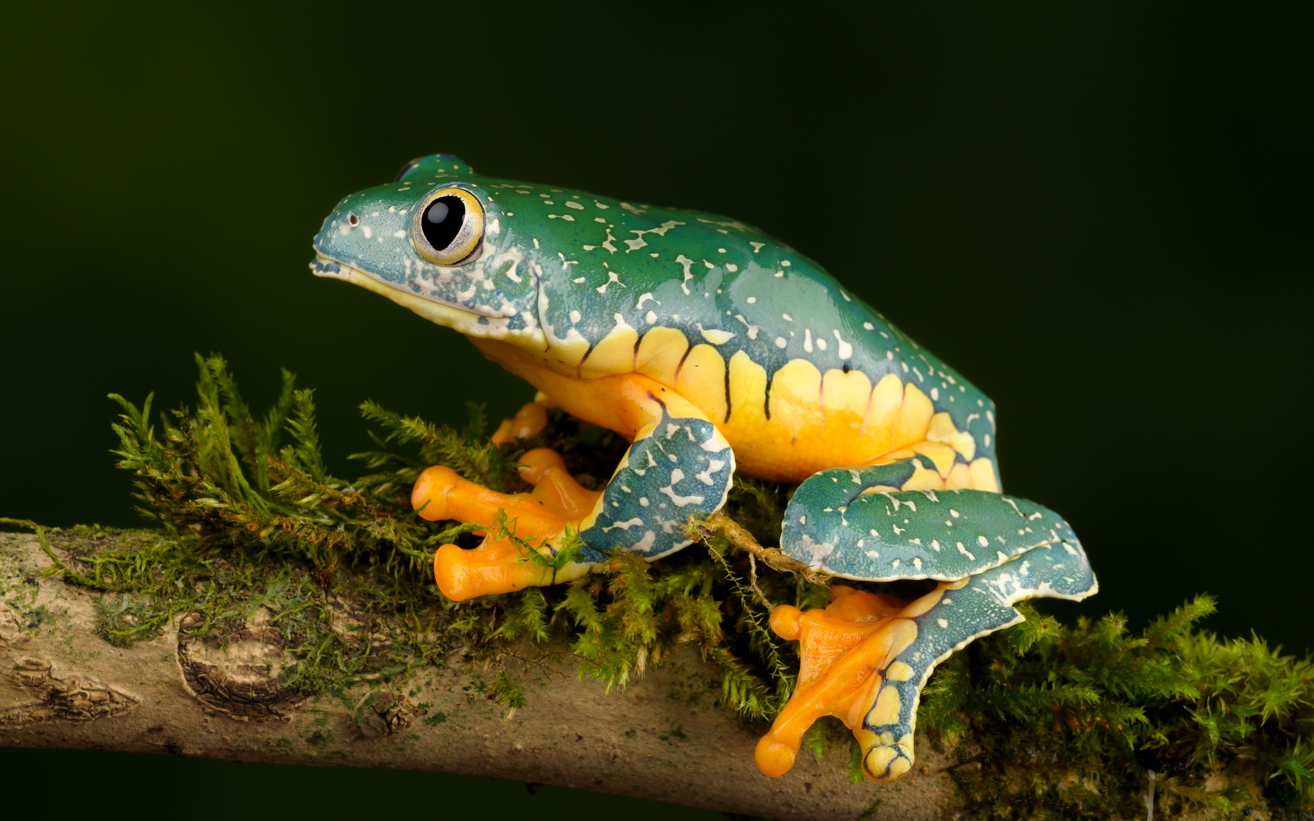 A green frog with a yellow belly sits on a branch