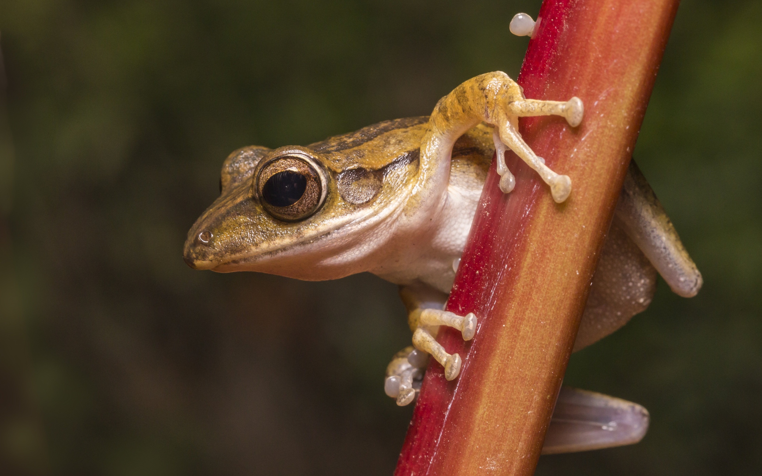 Лягушка сидит на растении крупным планом