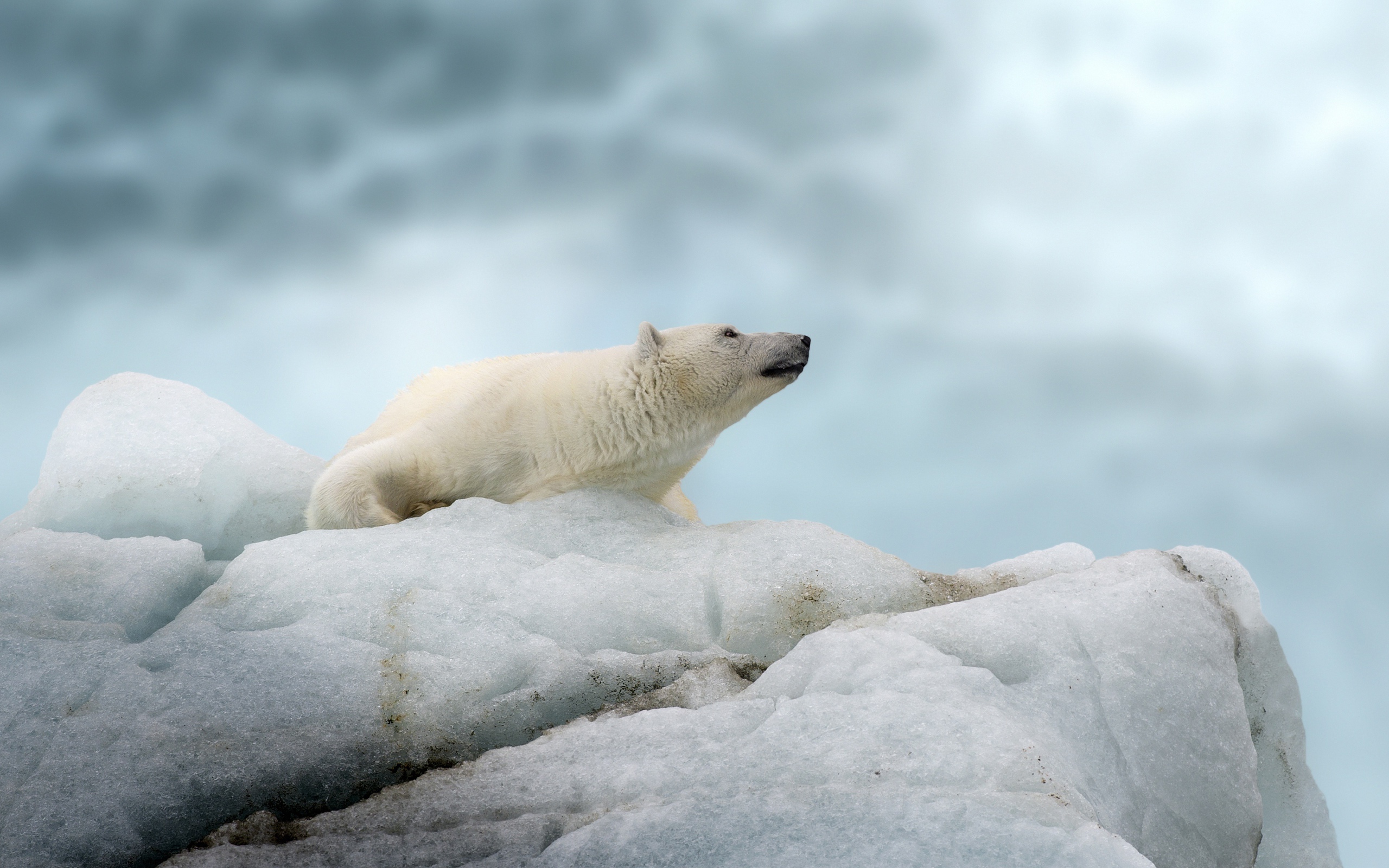 Большой полярный медведь лежит на холодной льдине