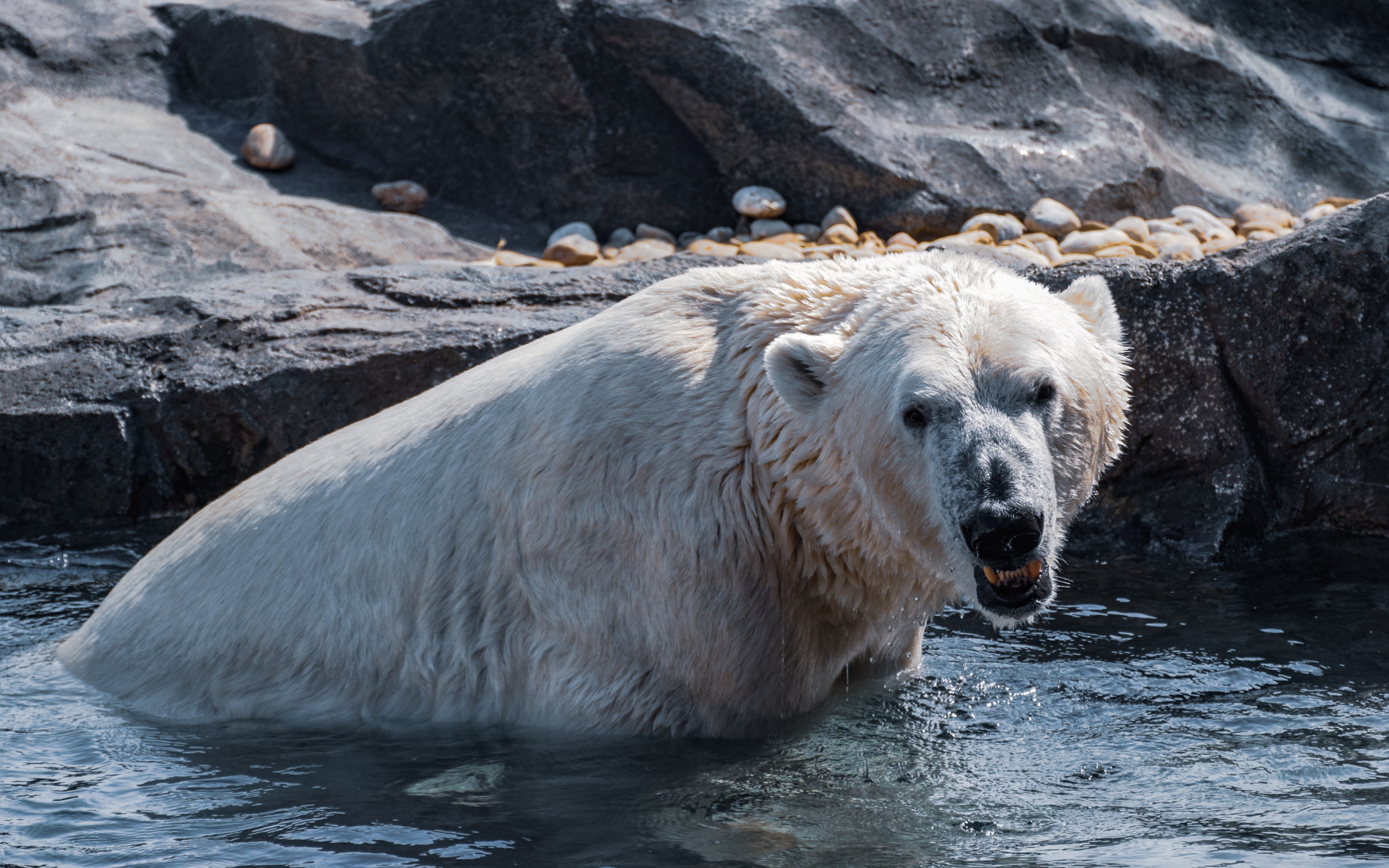 Большой белый медведь сидит в воде в зоопарке 