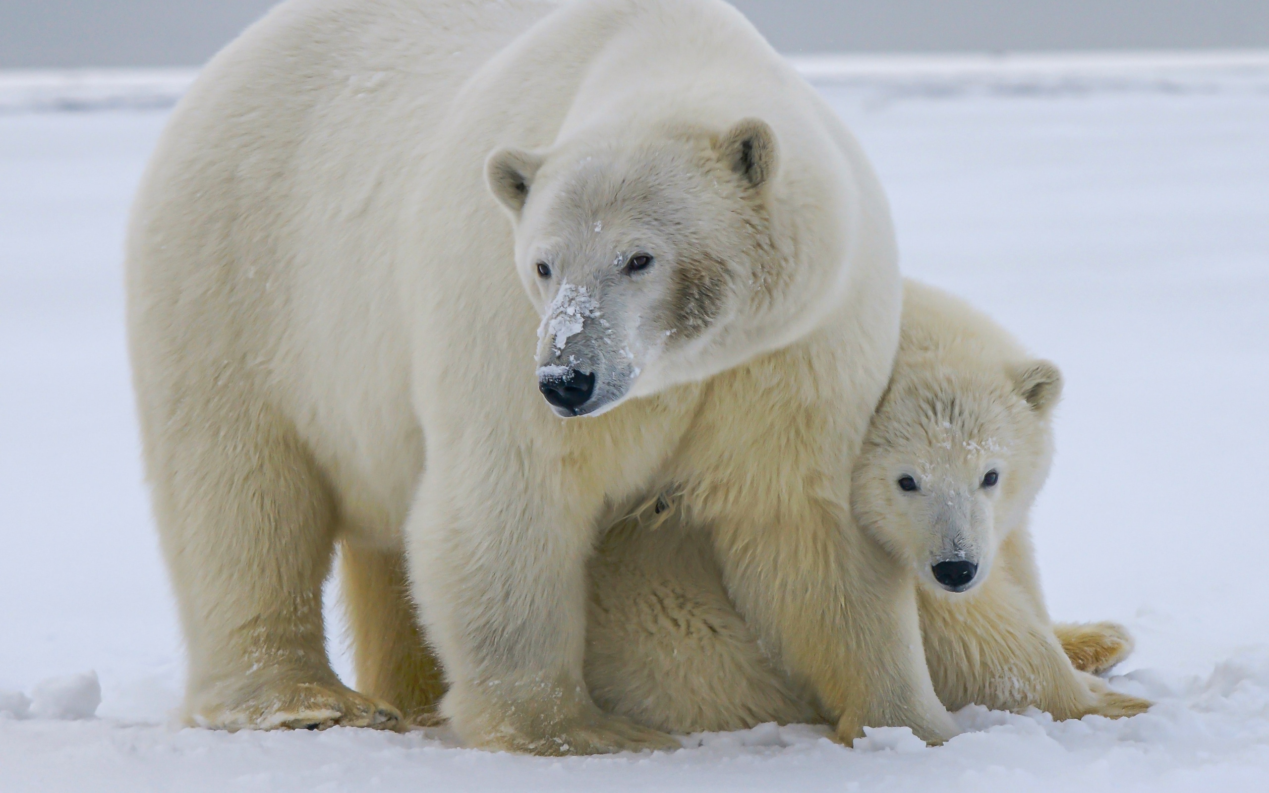 Большая полярная медведица с медвежонком на снегу