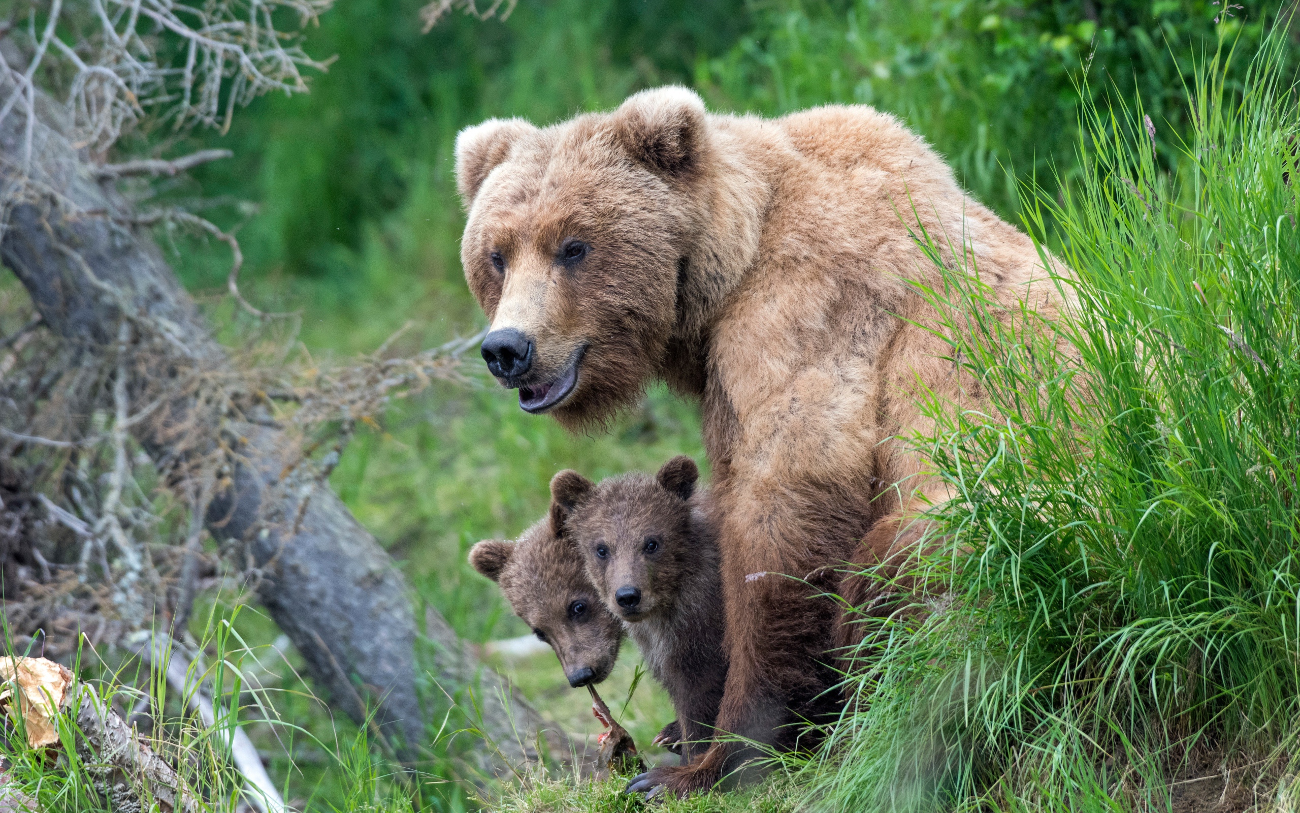 Brown bear with little cubs in the grass