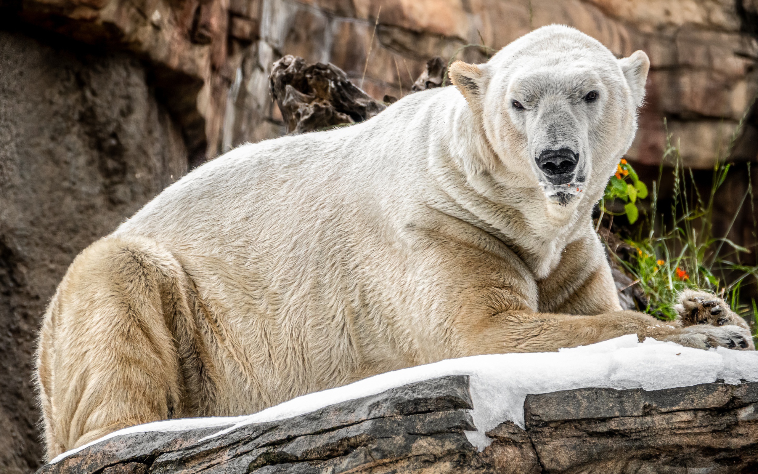Грозный белый медведь лежит на камне в зоопарке 