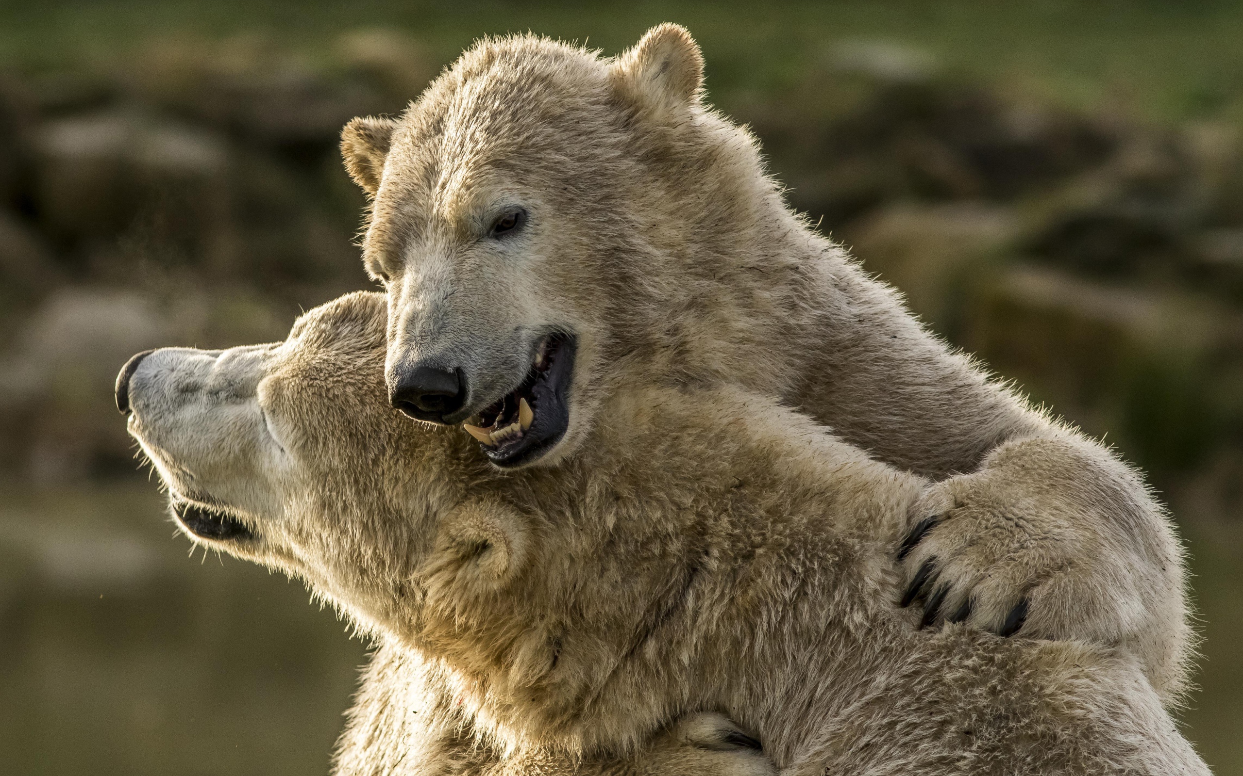 Two big polar bears cuddling