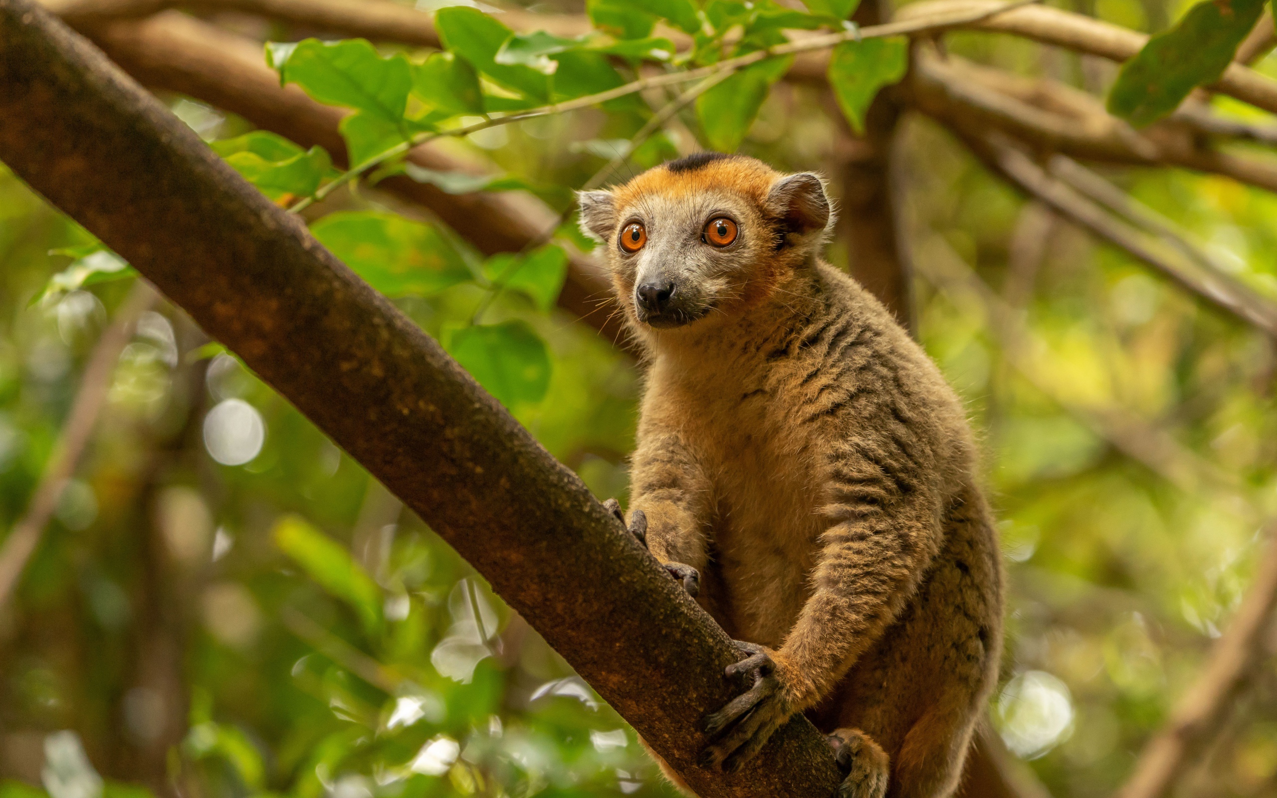 Лемур сидит на высокой ветке дерева 