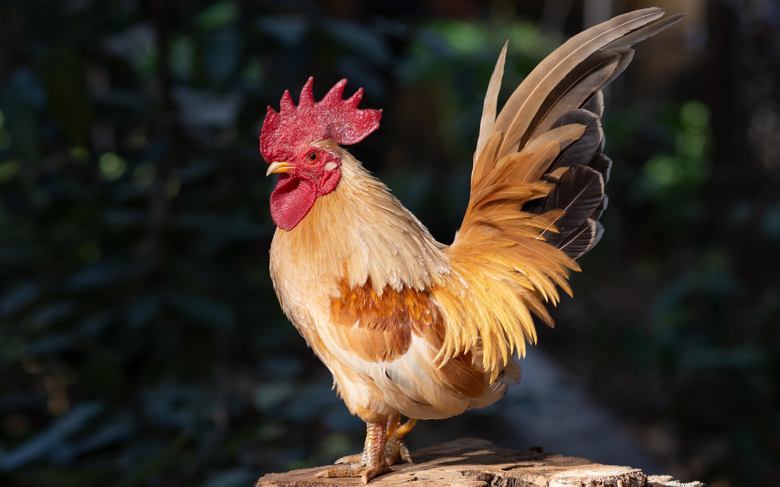 Красивый домашний петух стоит на пне в лучах солнца