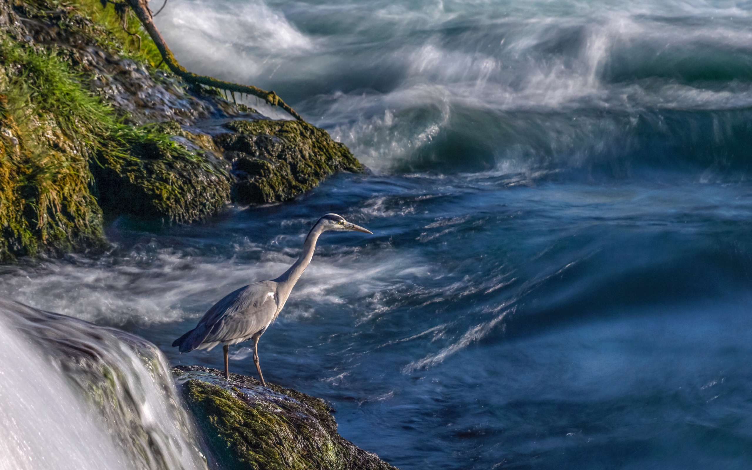 Серая цапля стоит на камне у моря