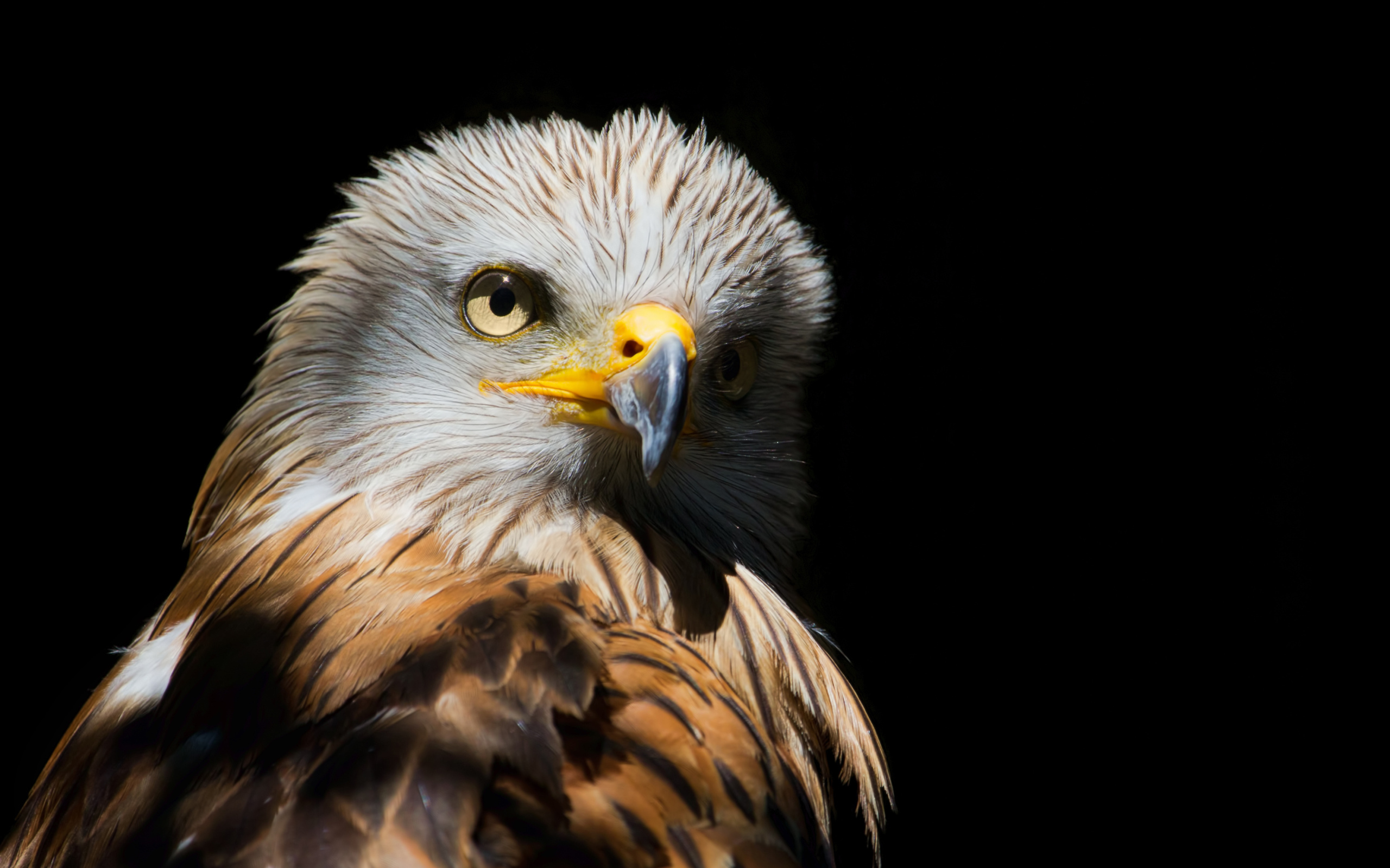 Острый клюв у хищной птицы на черном фоне