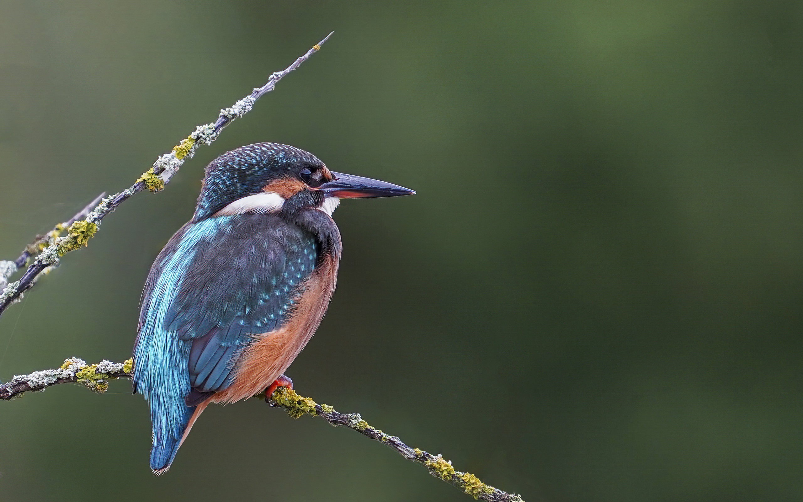 Красивая птица зимородок с острым клювом сидит на ветке
