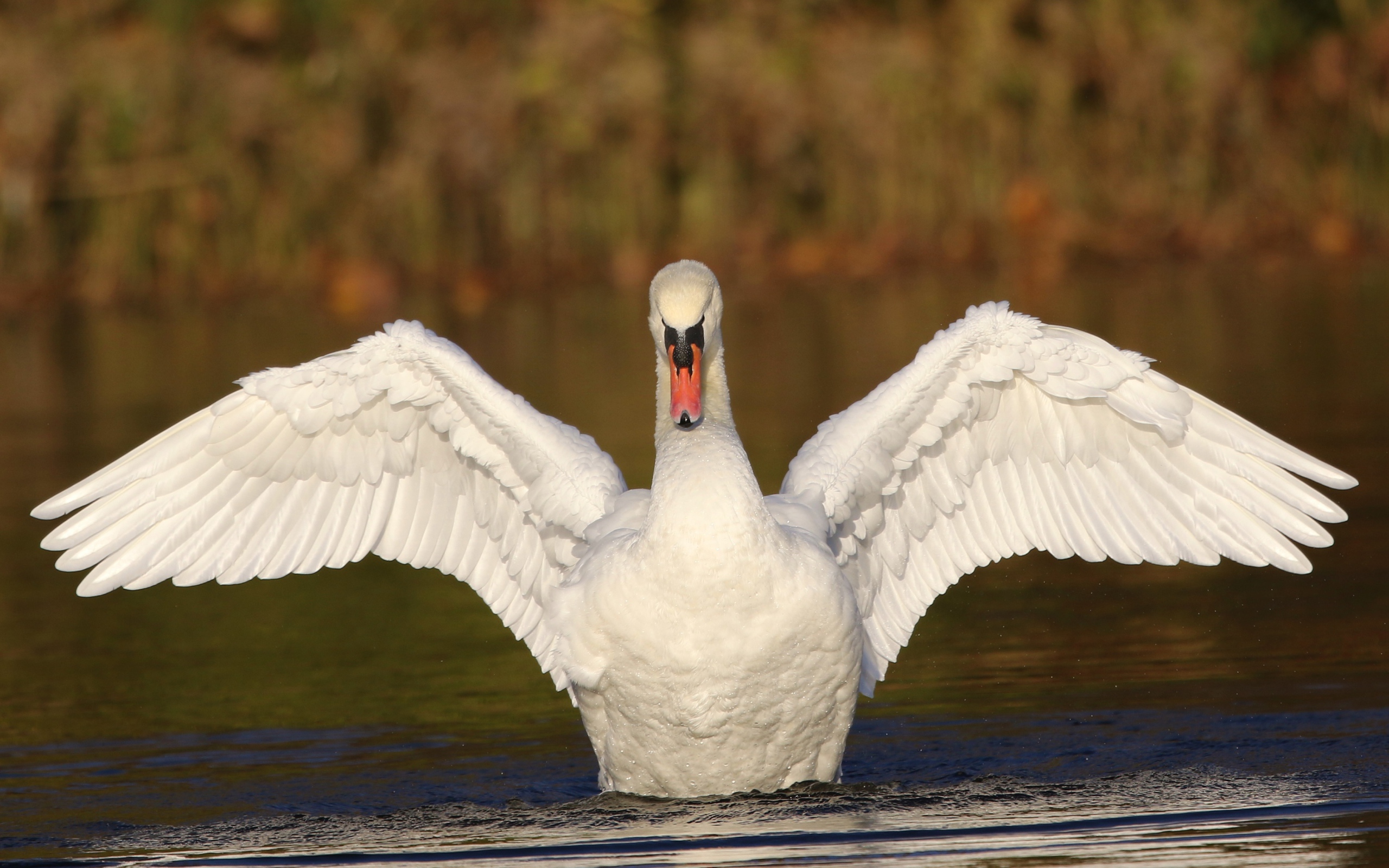 Красивый белый лебедь расправил крылья в пруду 
