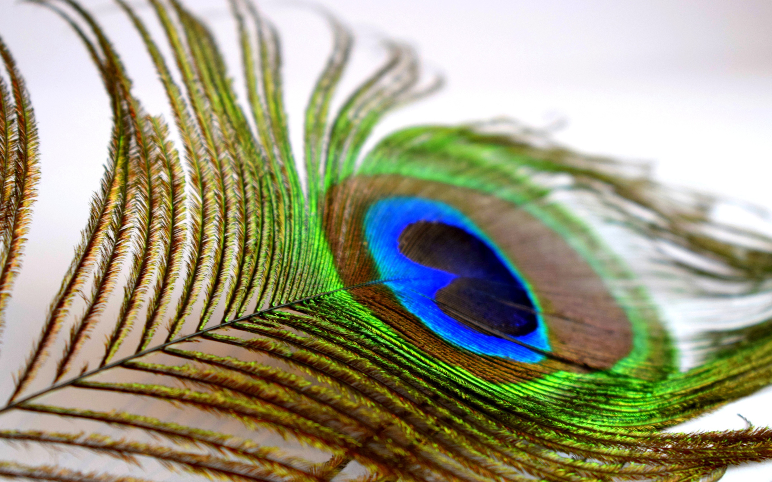 Большое красивое перо павлина крупным планом