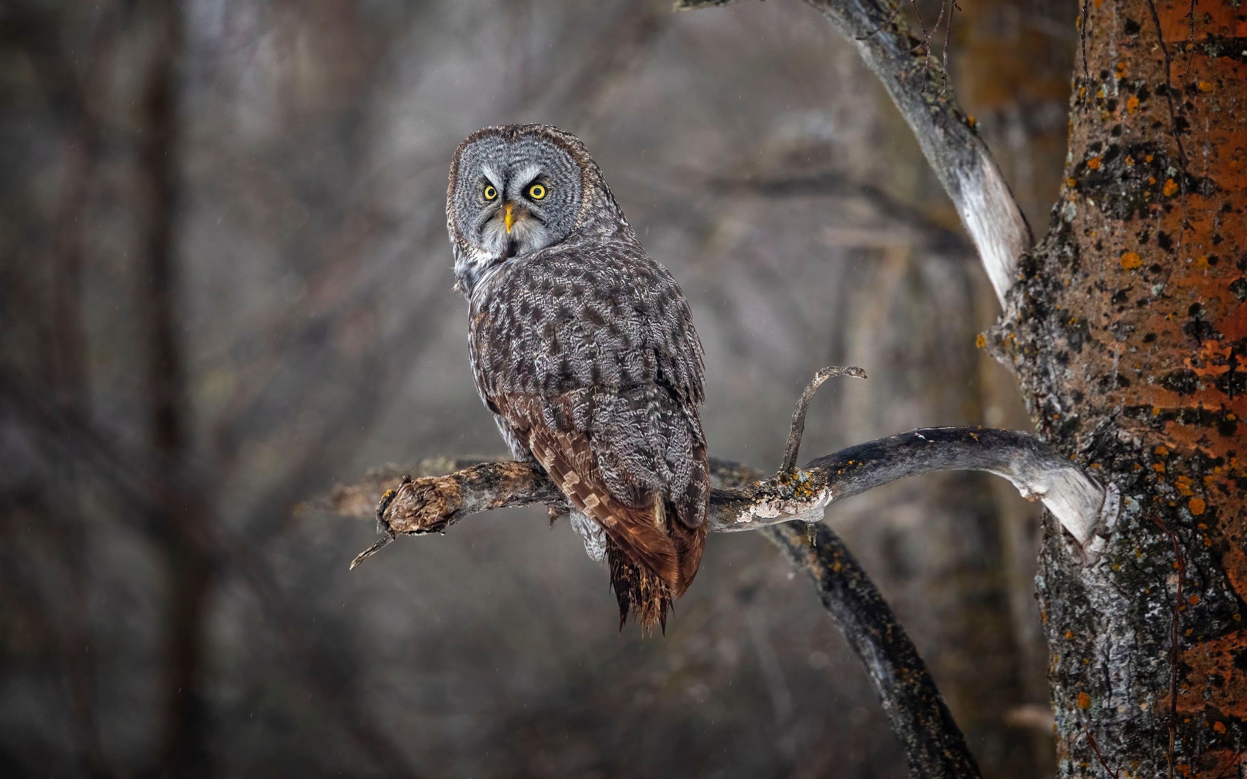 Большая серая сова с желтыми глазами на ветке в лесу