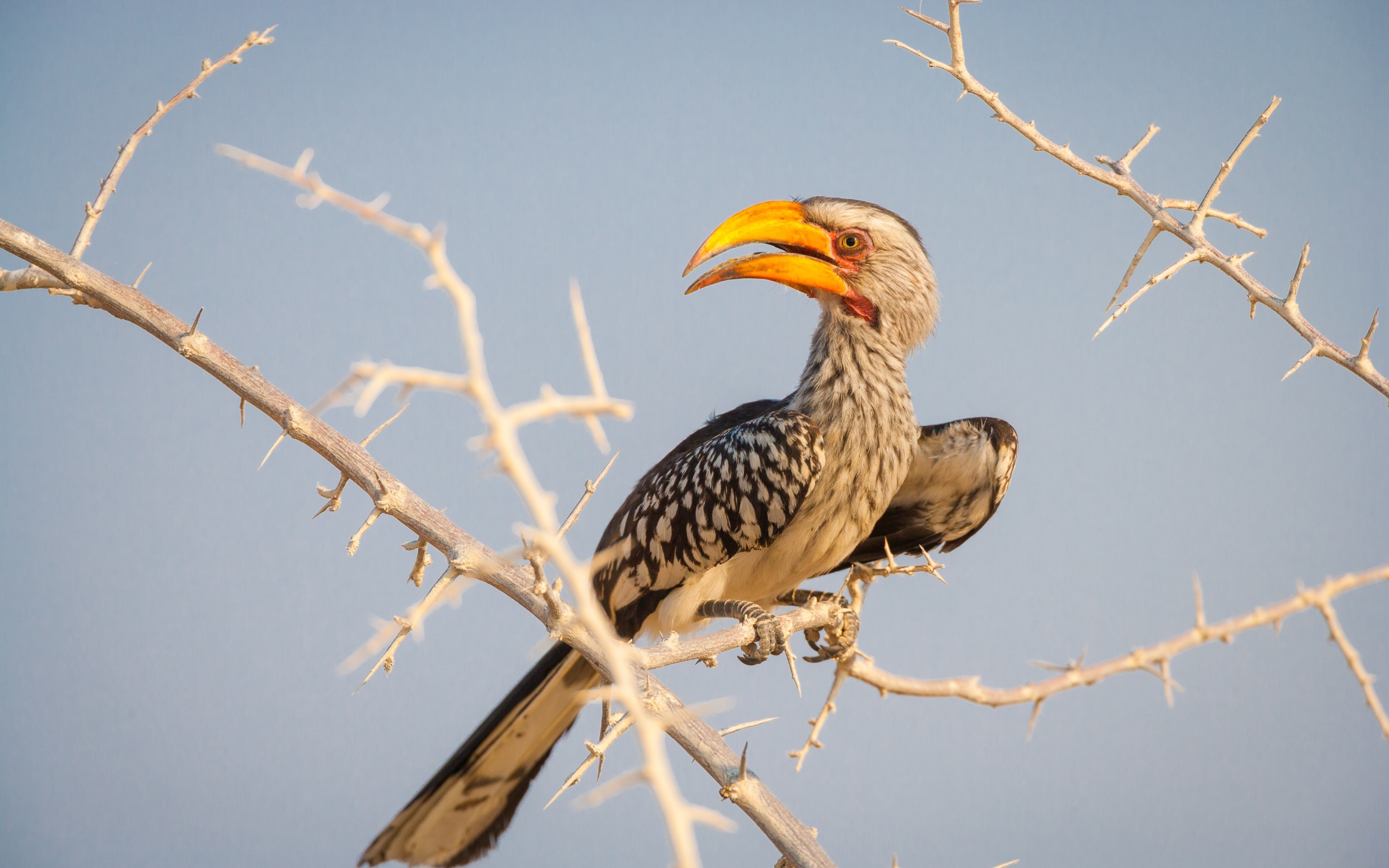 Большая птица носорог сидит на ветке 