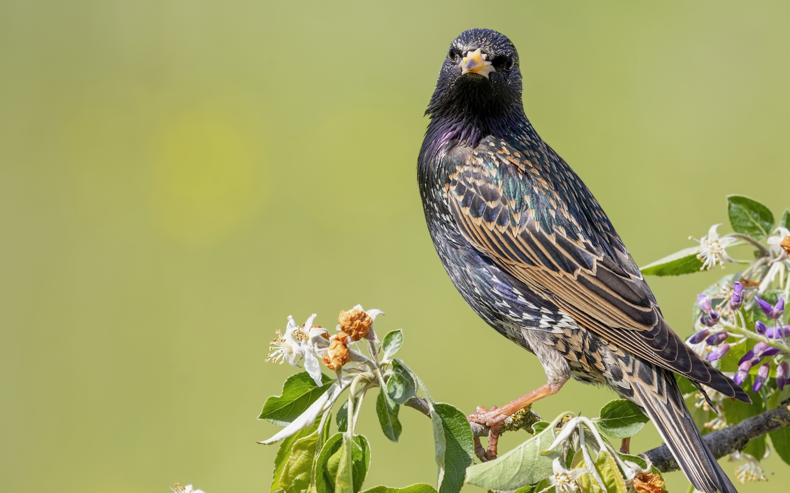 Большой скворец сидит на ветке дерева 