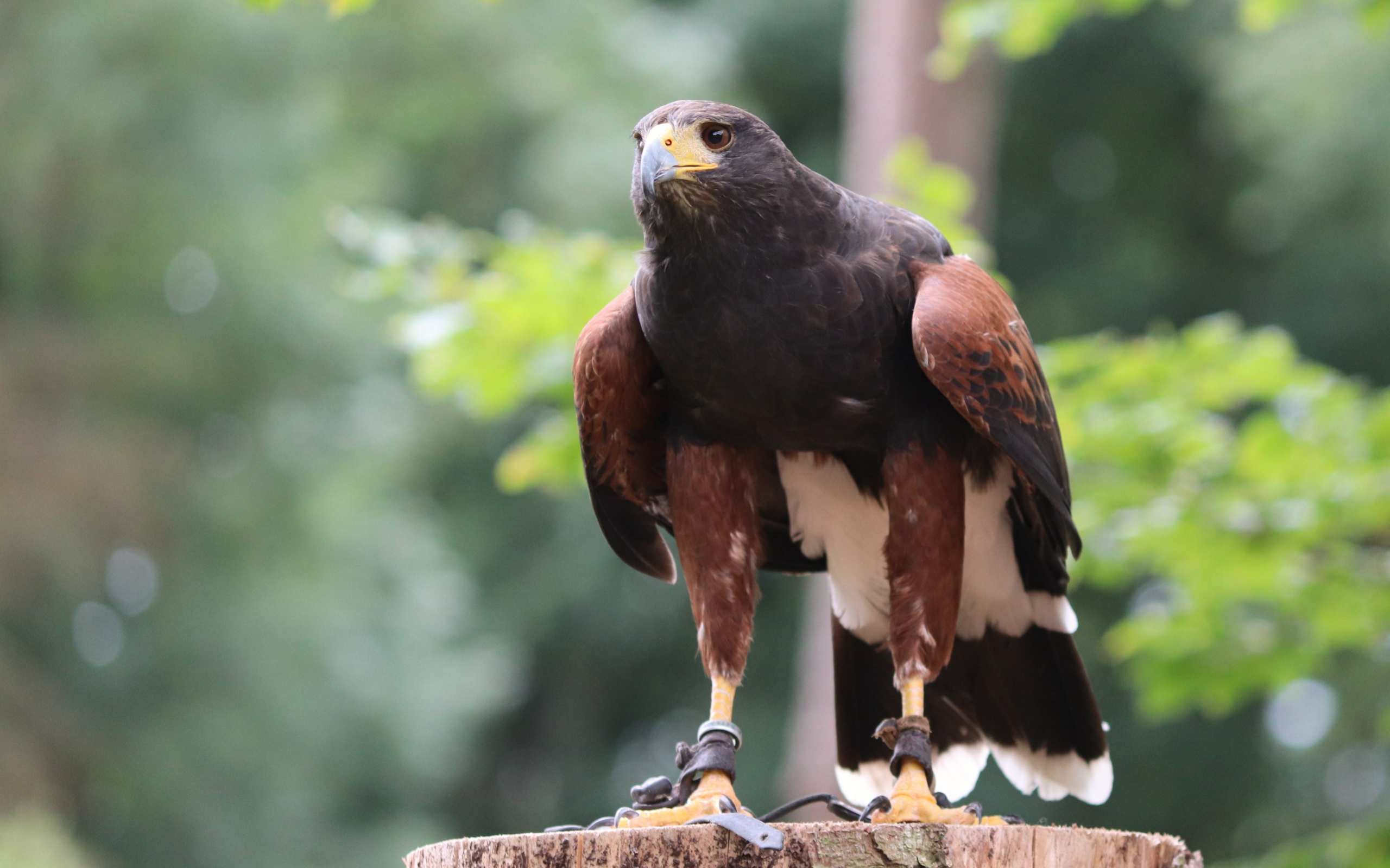 Хищная птица сидит на пне 